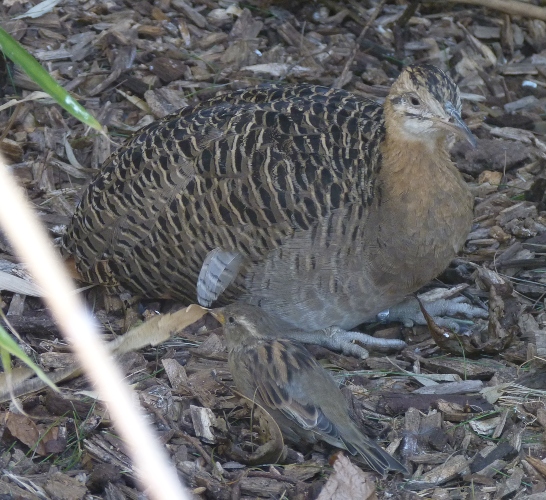 Red-winged tinamou with concealed sparrow