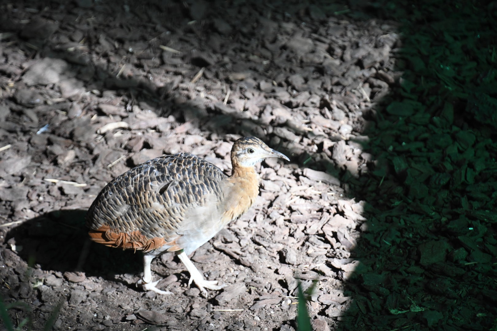Red-winged Tinamou (Zoo Lourosa)