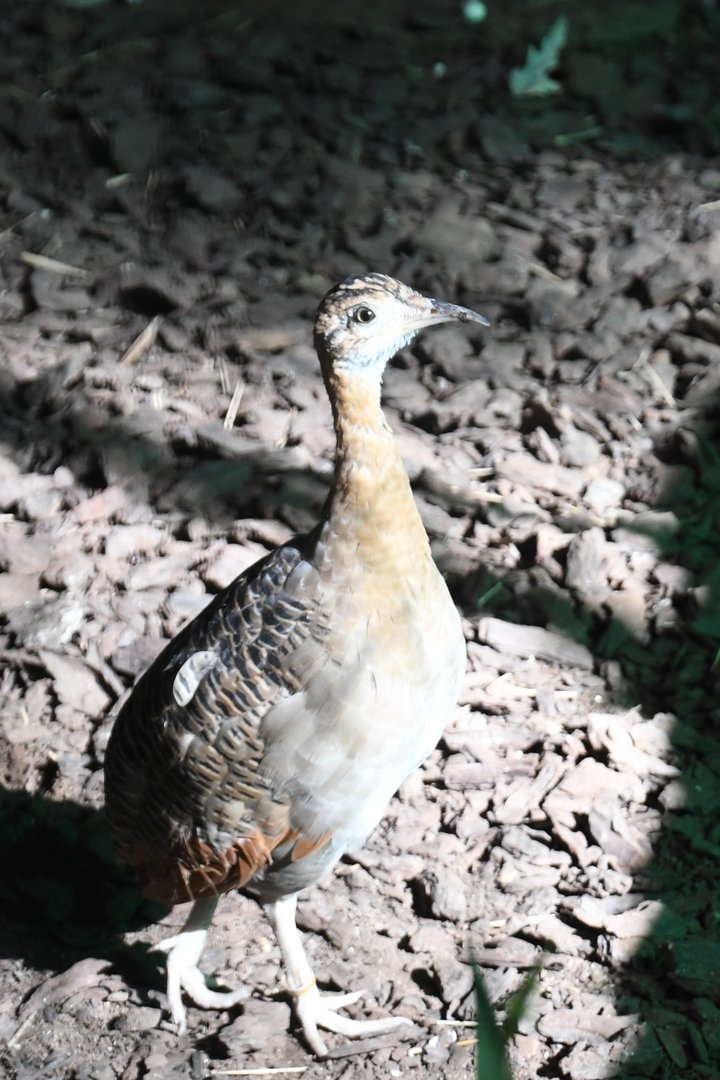 Red-winged Tinamou (Zoo Lourosa)