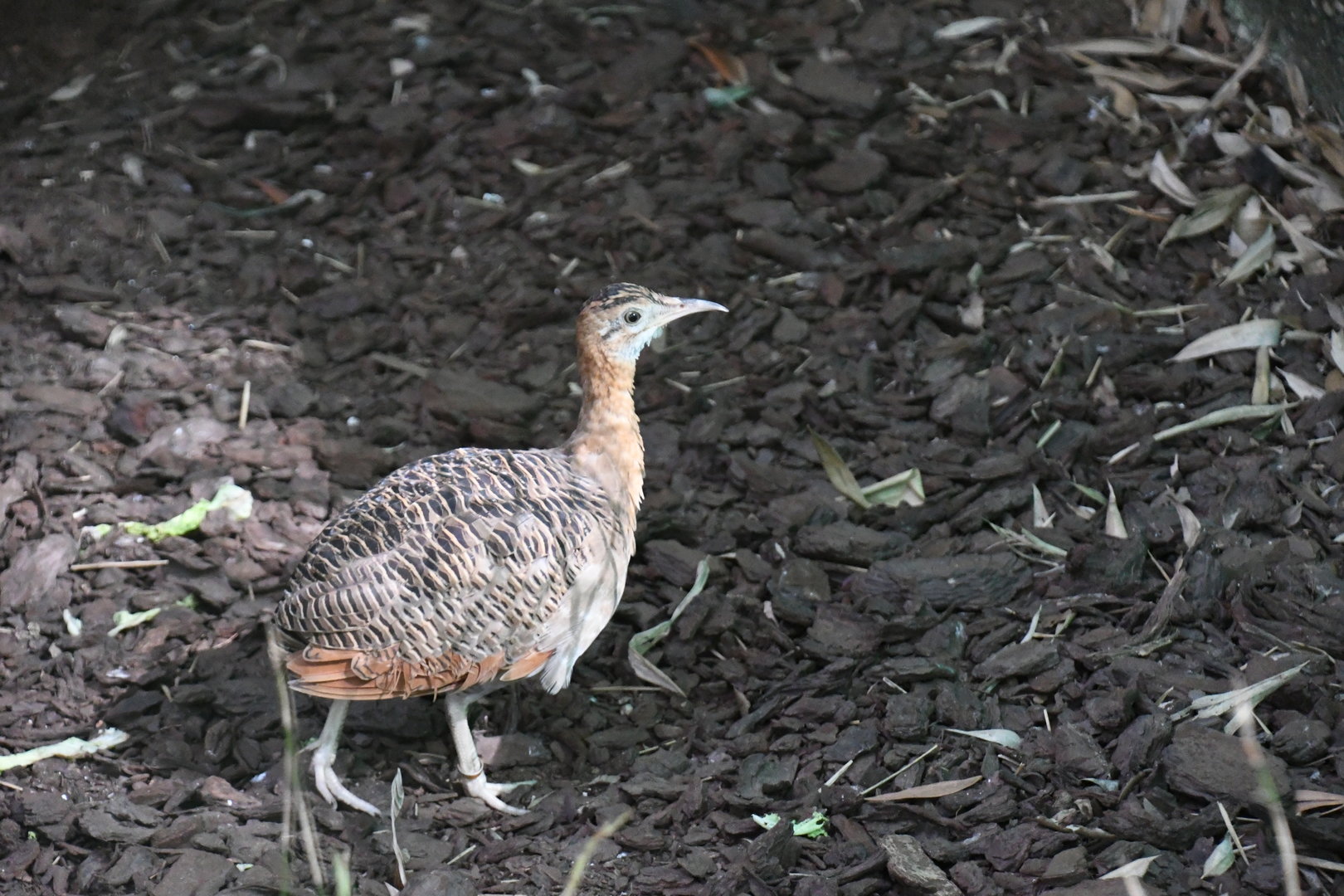 Red-winged Tinamou (Zoo Lourosa)