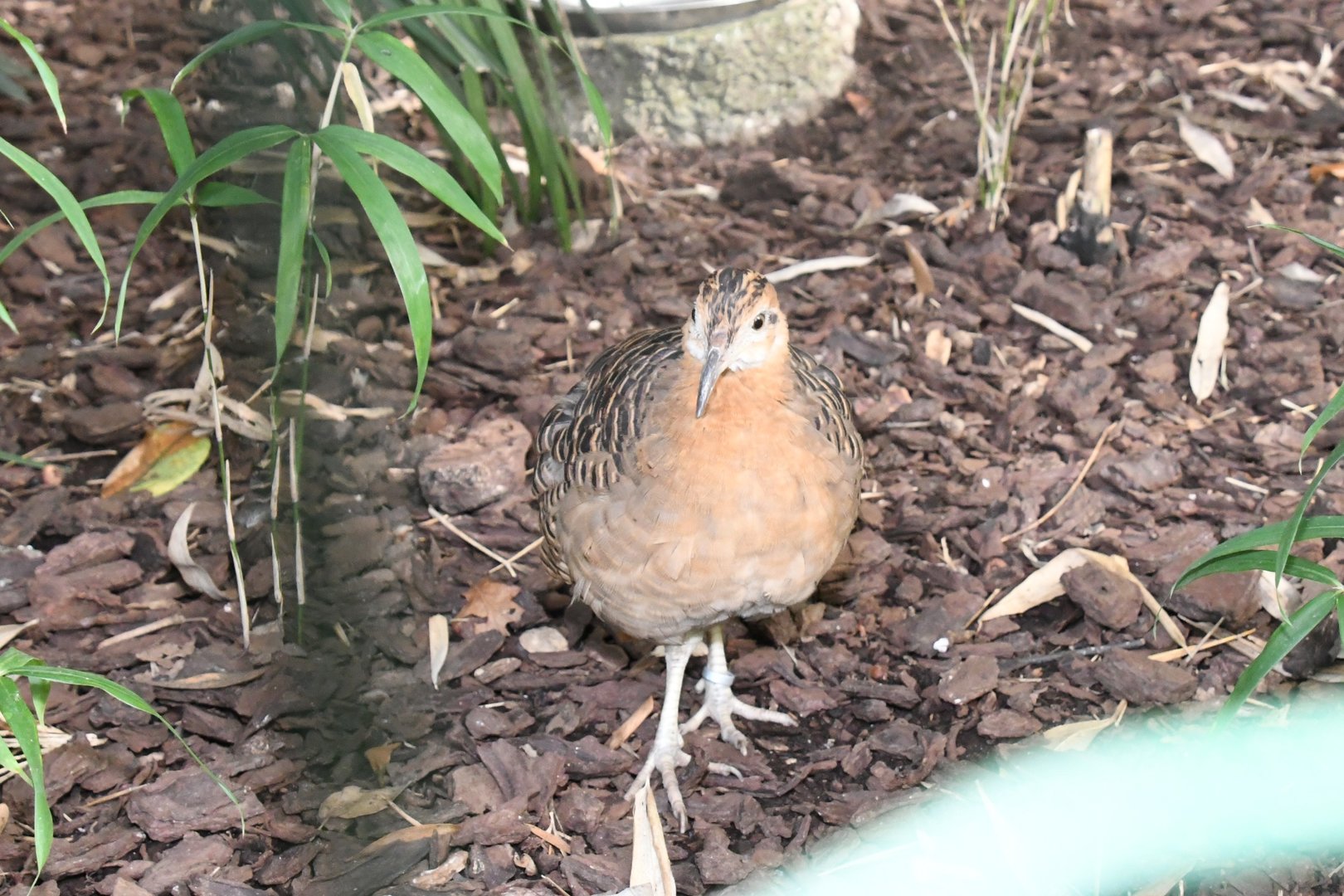 Red-winged Tinamou (Zoo Lourosa)