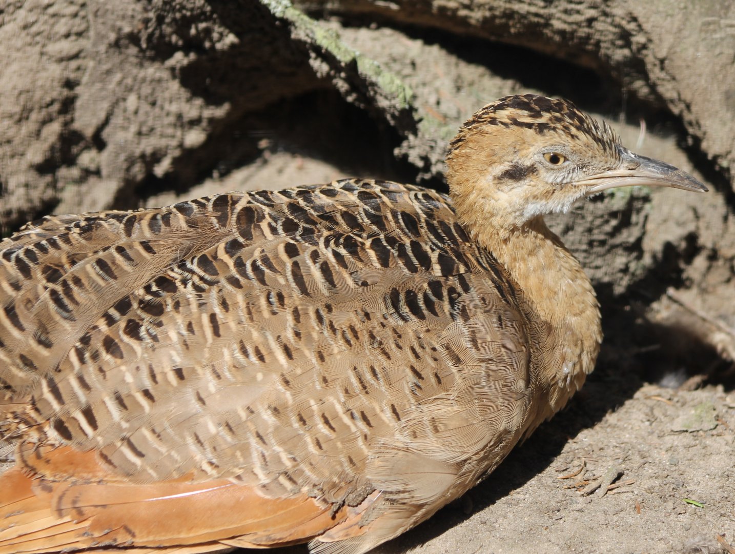 Red-winged tinamou