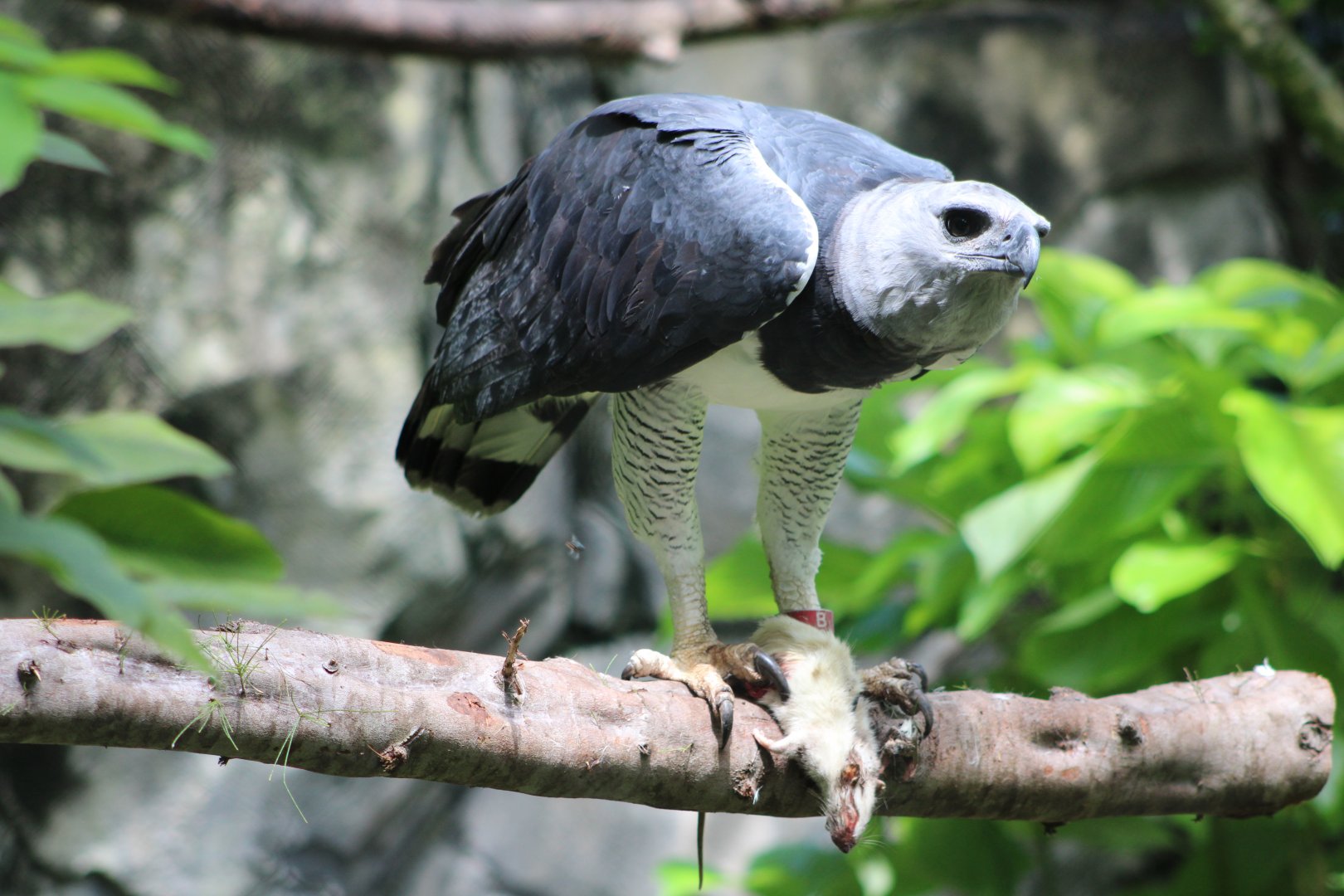 “Red” with his Rat (Harpia harpyja)