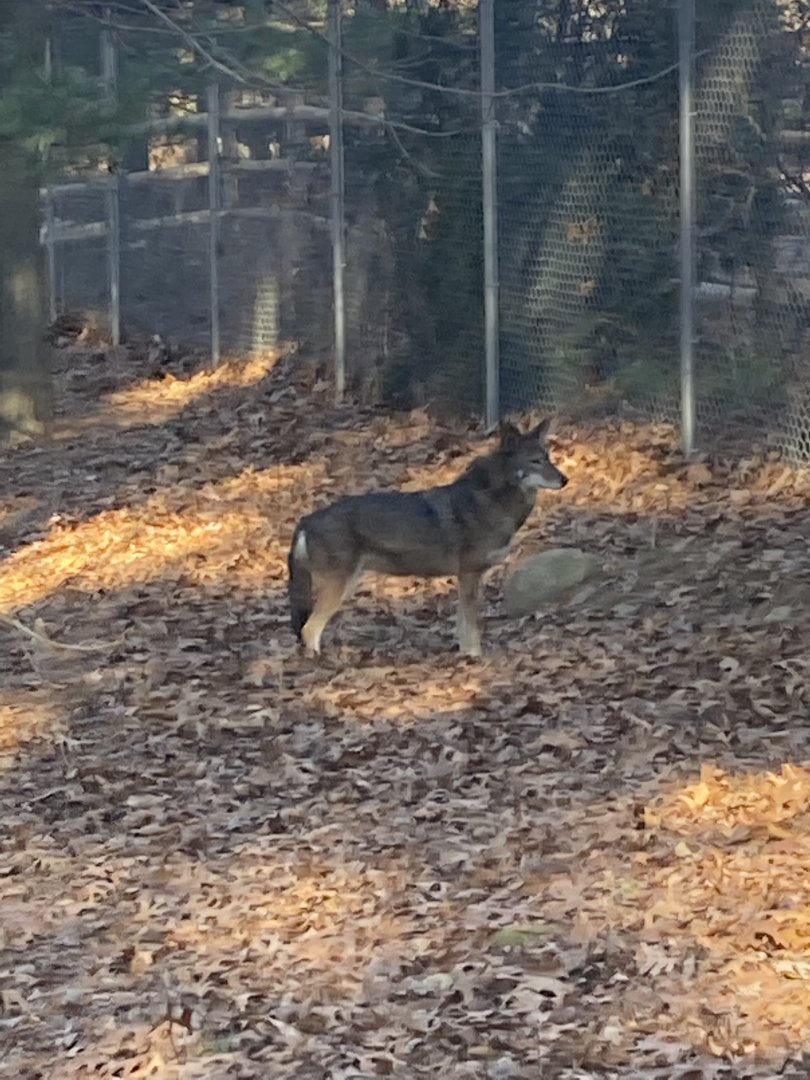 Red wolf 12/13/21
