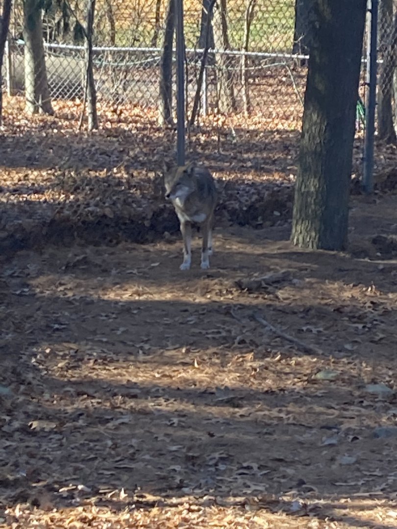 Red Wolf 12/13/21