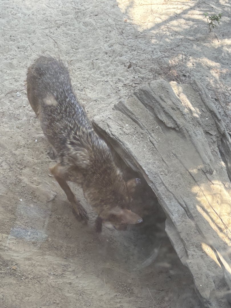 Red Wolf - 5/27/2025