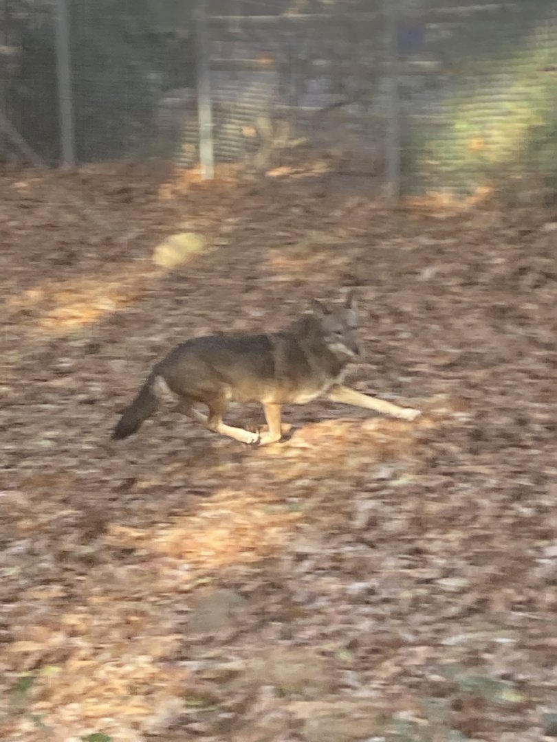 Red Wolf at Beardsley Zoo 12/5/21
