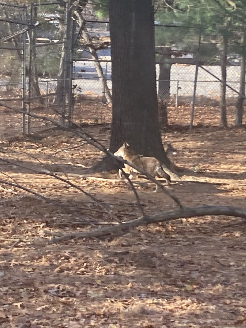 Red Wolf at Beardsley Zoo 12/5/21