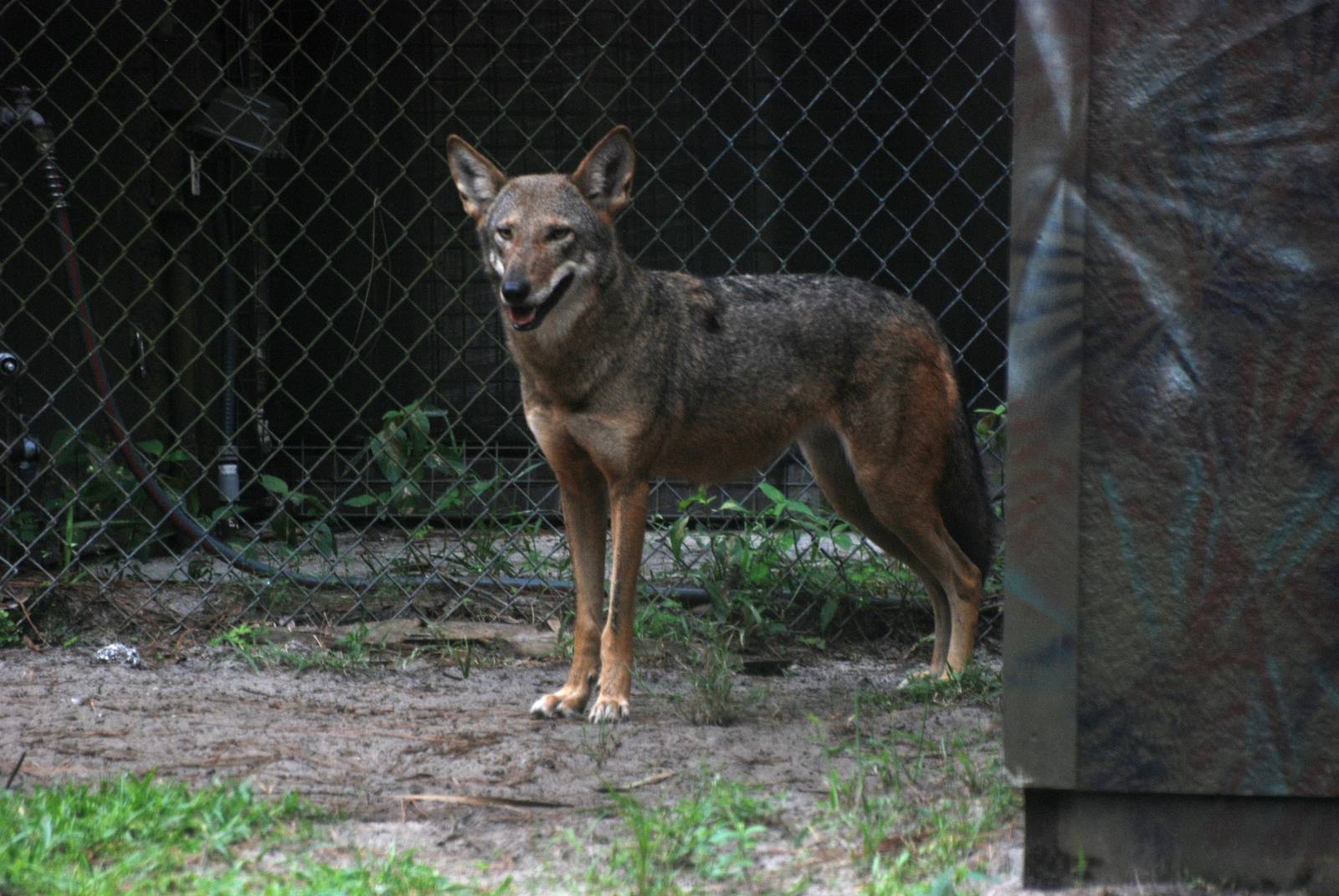 Red Wolf at Brevard, 14/10/13