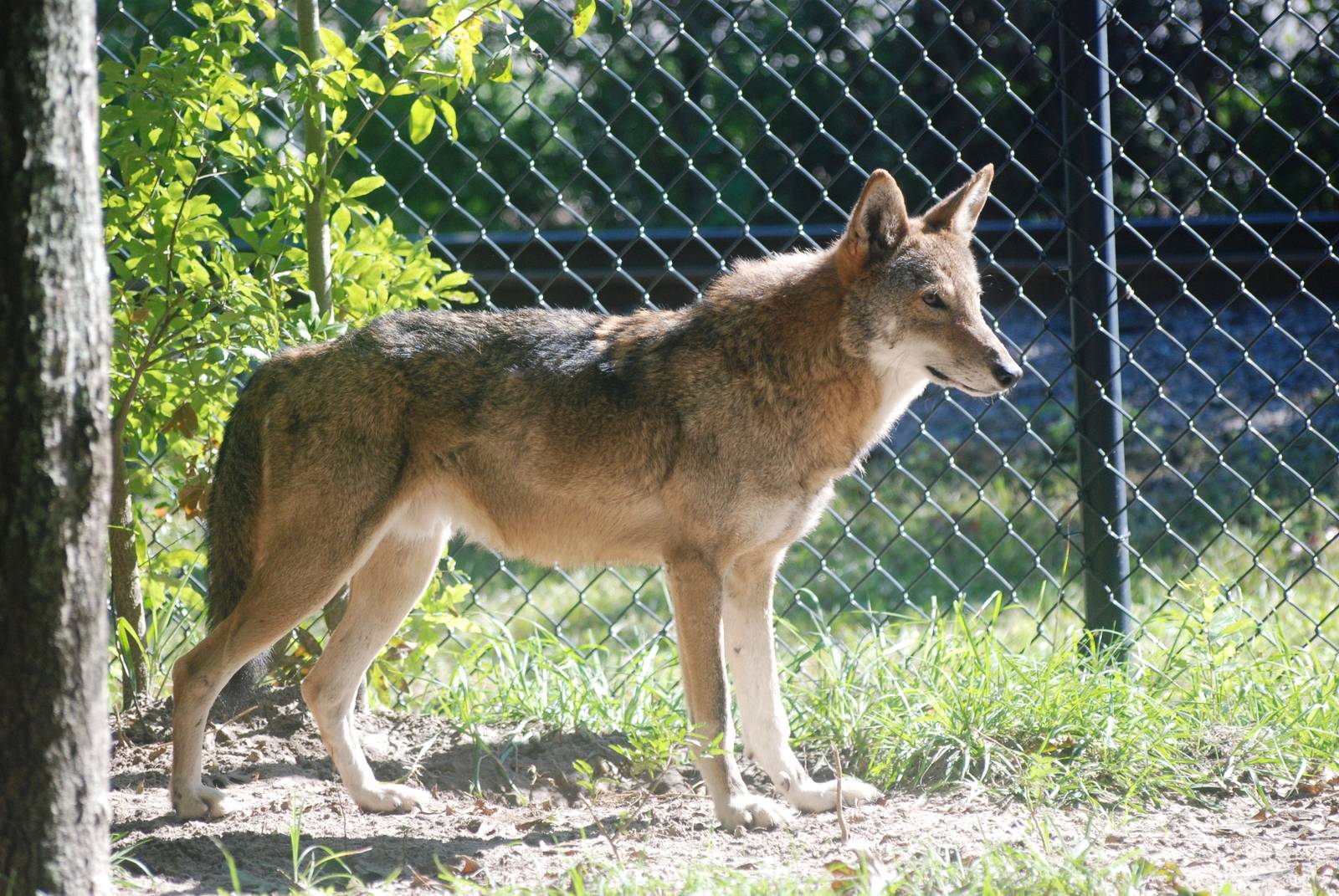 Red Wolf at Jacksonville, 10/10/13