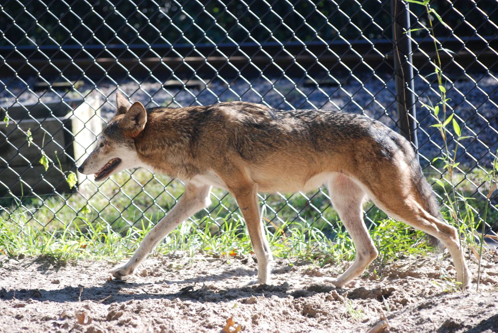 Red Wolf at Jacksonville, 10/10/13
