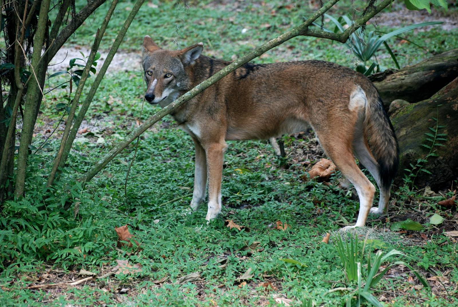 Red Wolf at Lowry Park, 13/10/13