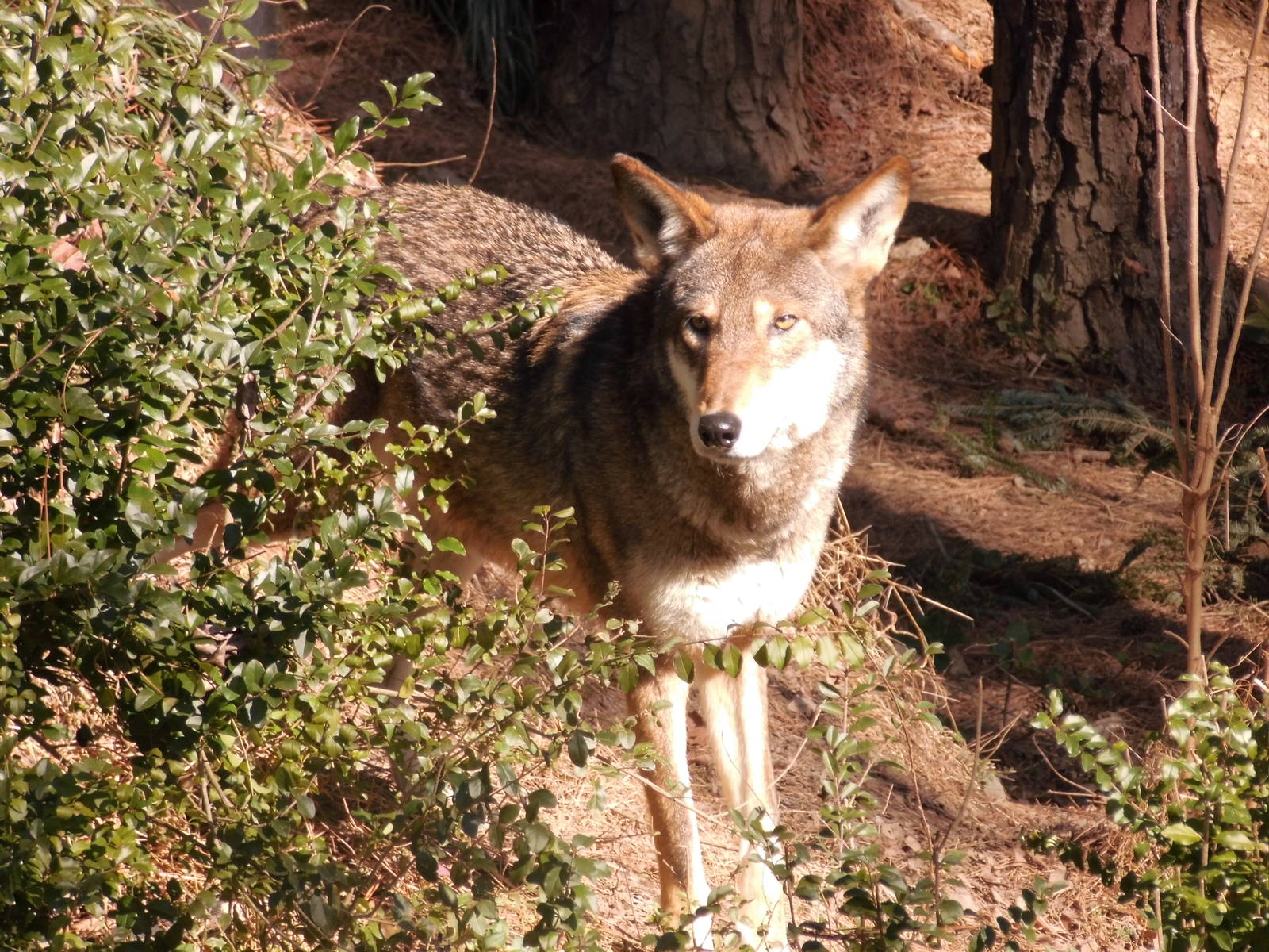 Red wolf at Museum of life and science 2015-1-31