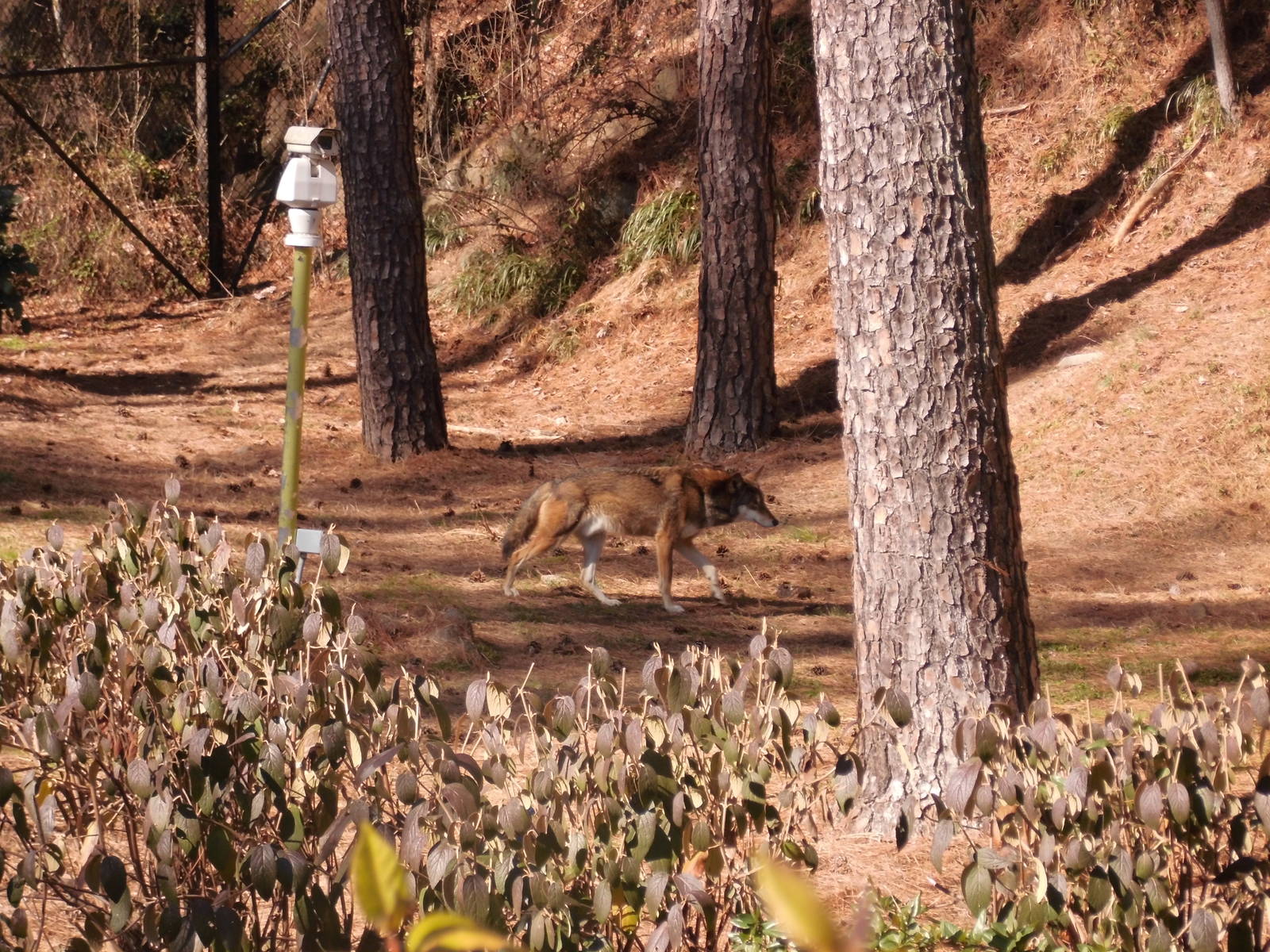 Red wolf at Museum of life and science 2015-1-31