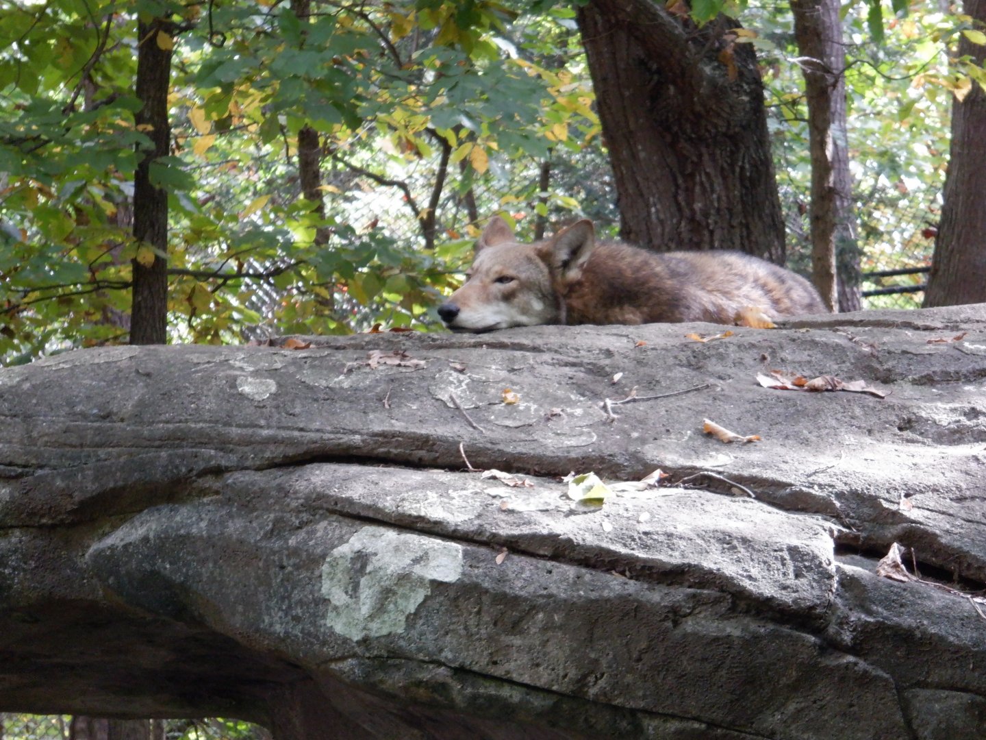 Red Wolf at North Carolina Zoo