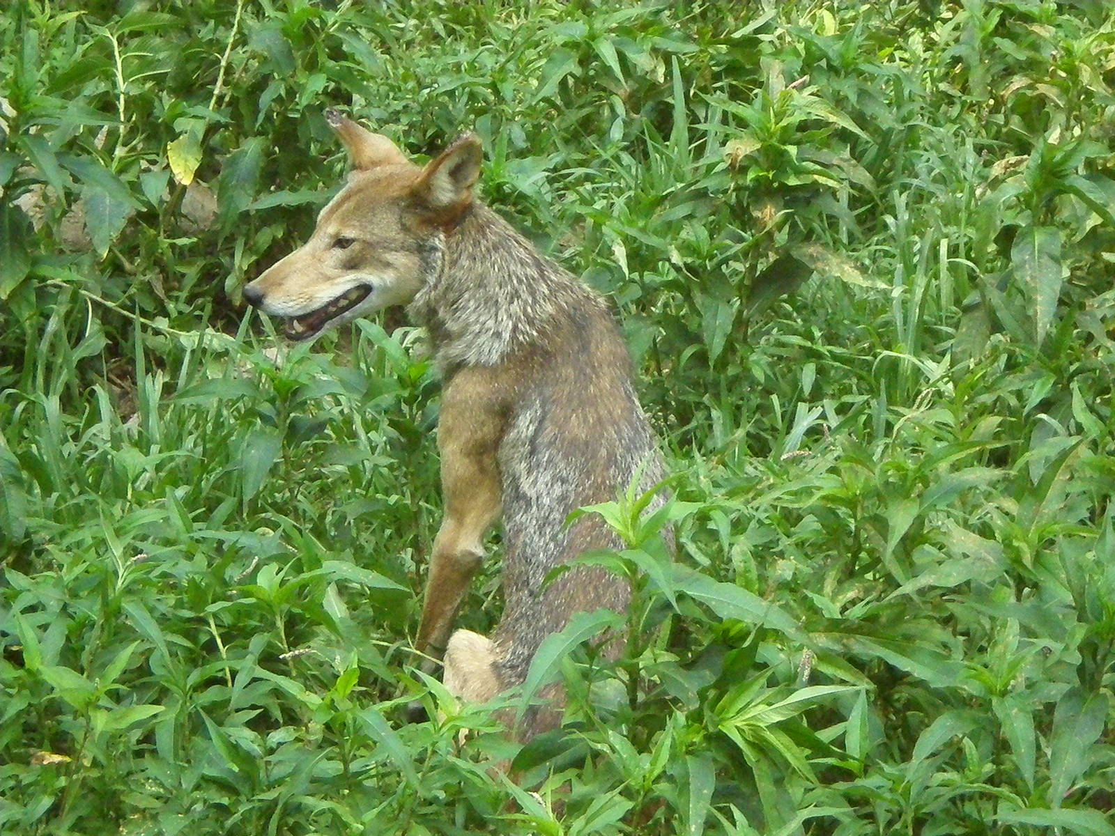 Red Wolf - Beardsley Zoo JUL07