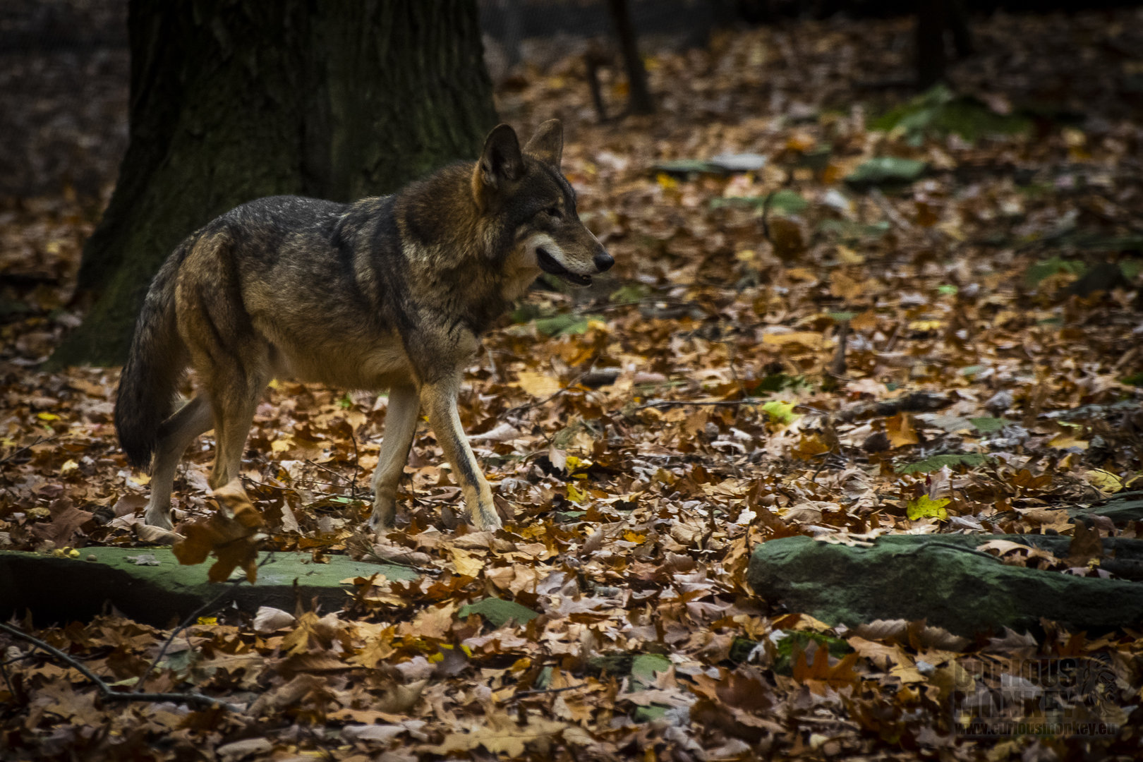 Red Wolf (canis rufus) 11/19