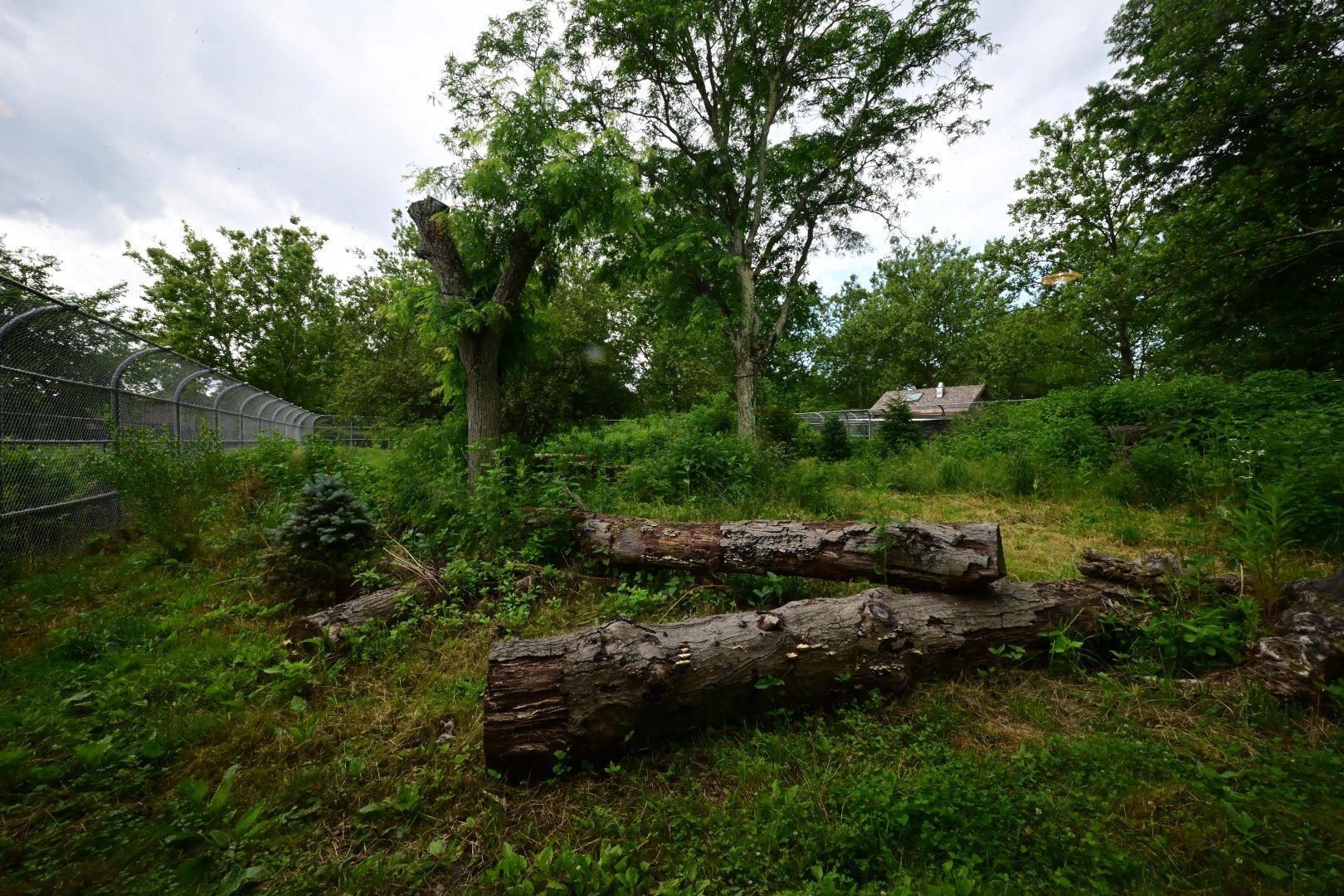 Red Wolf (Canis rufus) Exhibit