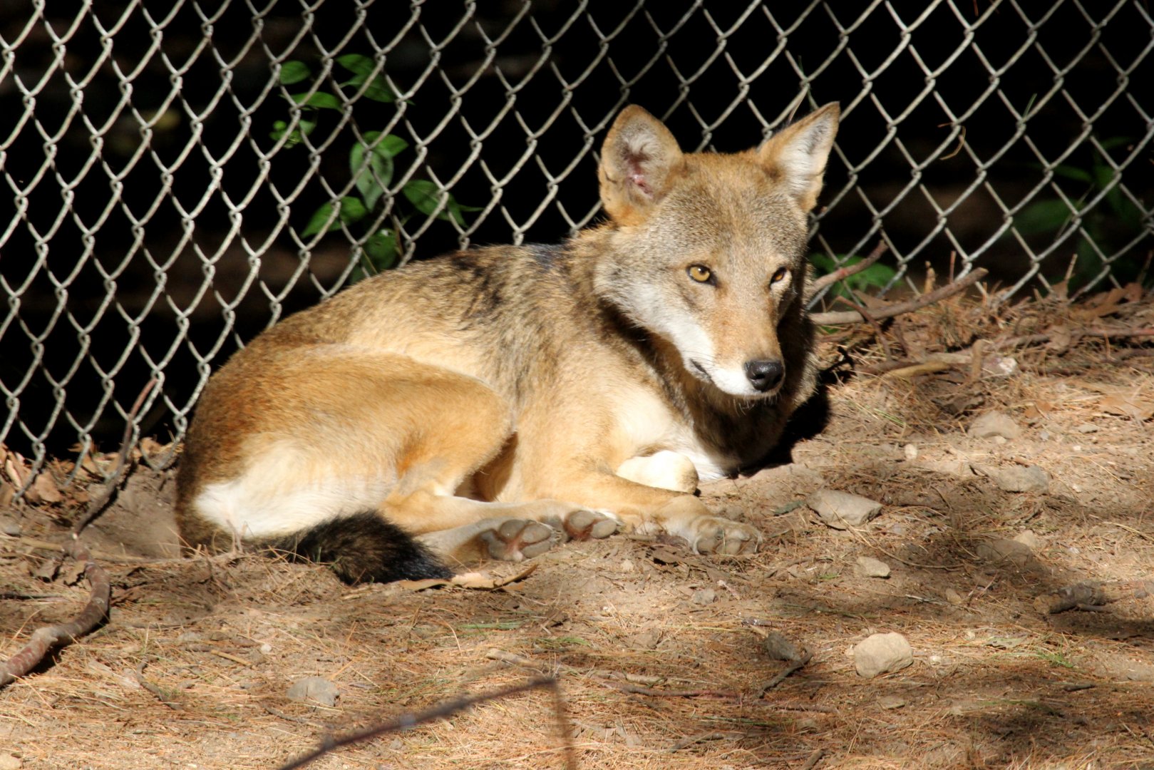 red wolf (Canis rufus)