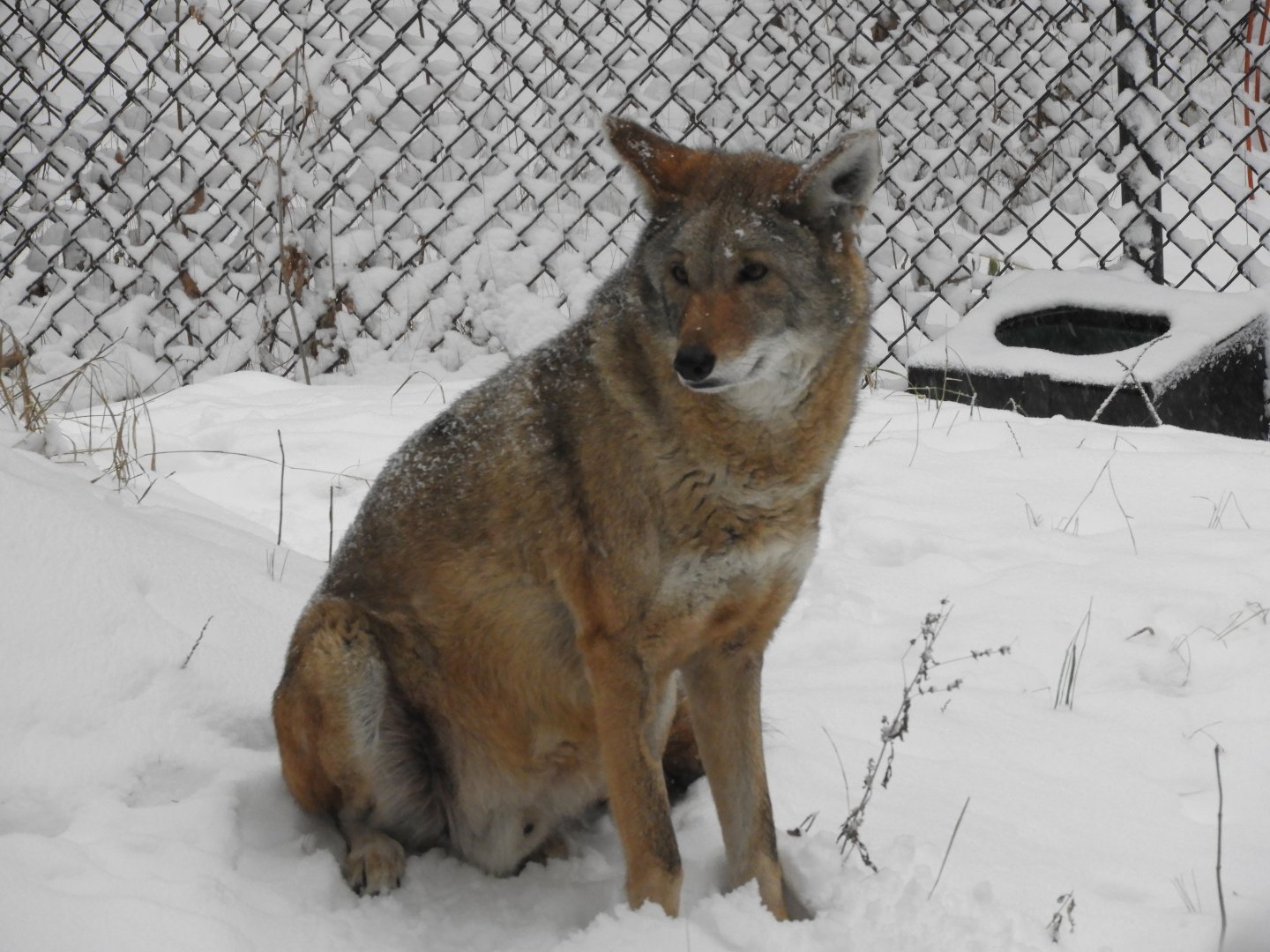 Red Wolf (Canis rufus)