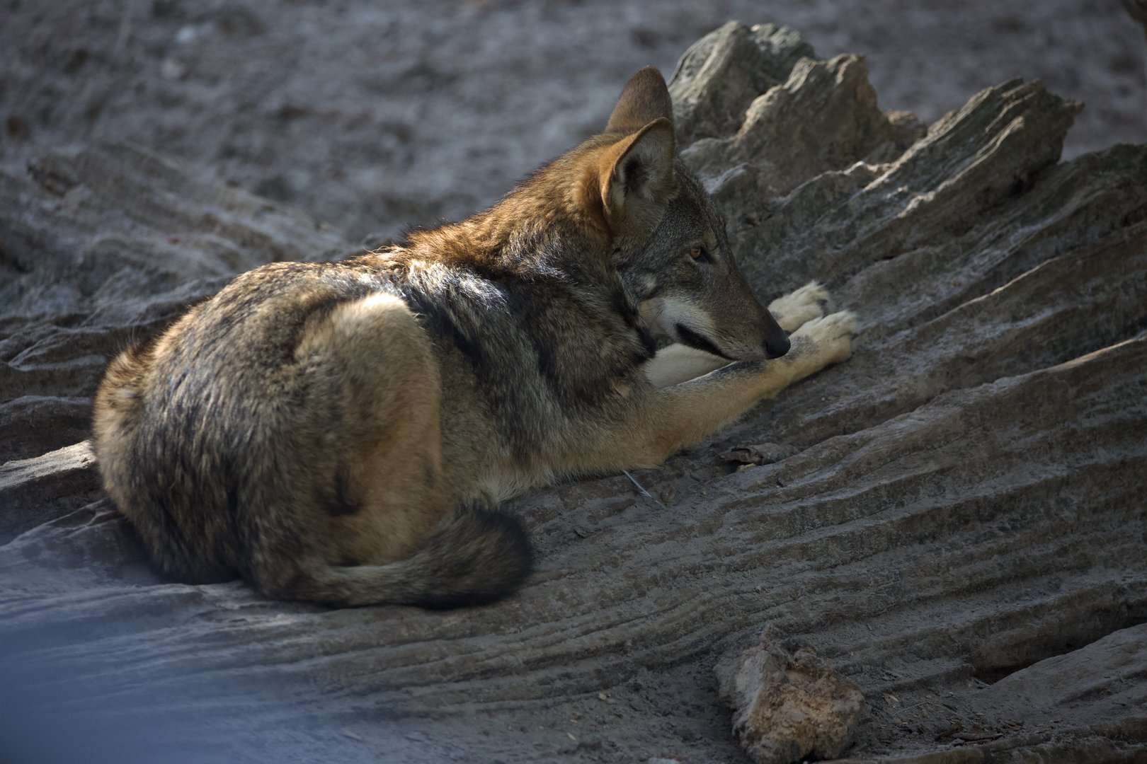 Red Wolf/ Canis rufus