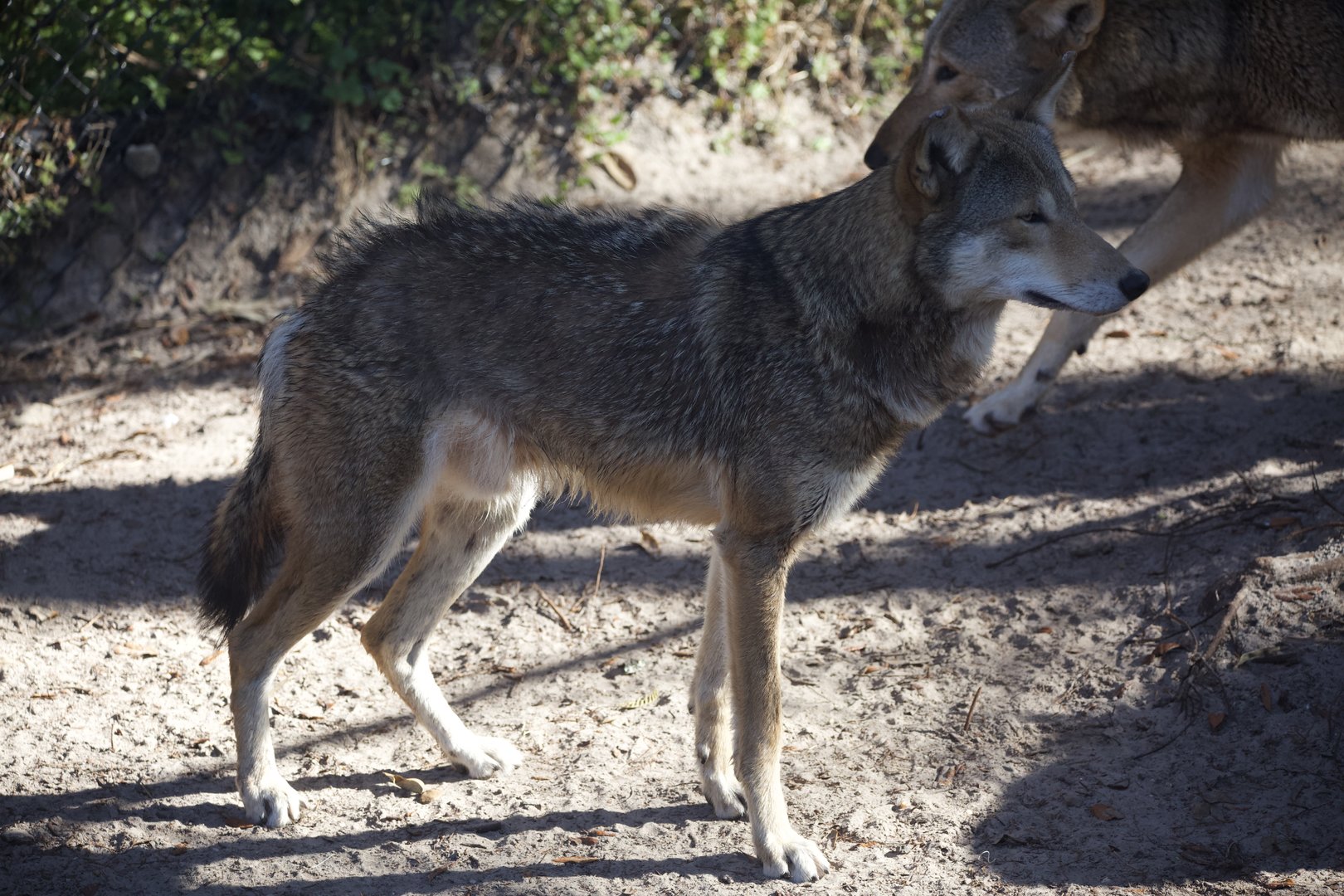 Red Wolf/ Canis rufus