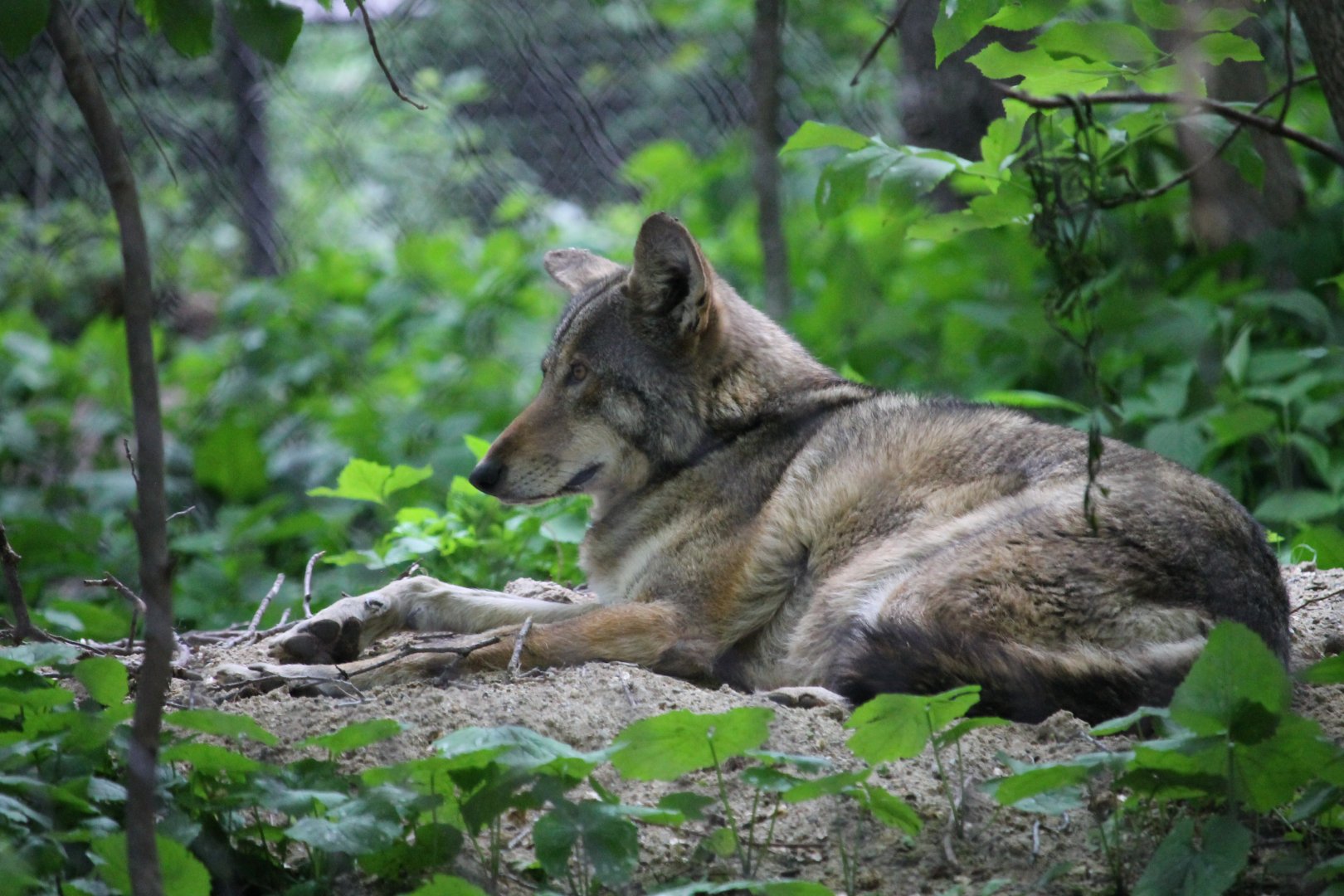 Red Wolf (Canis rufus)