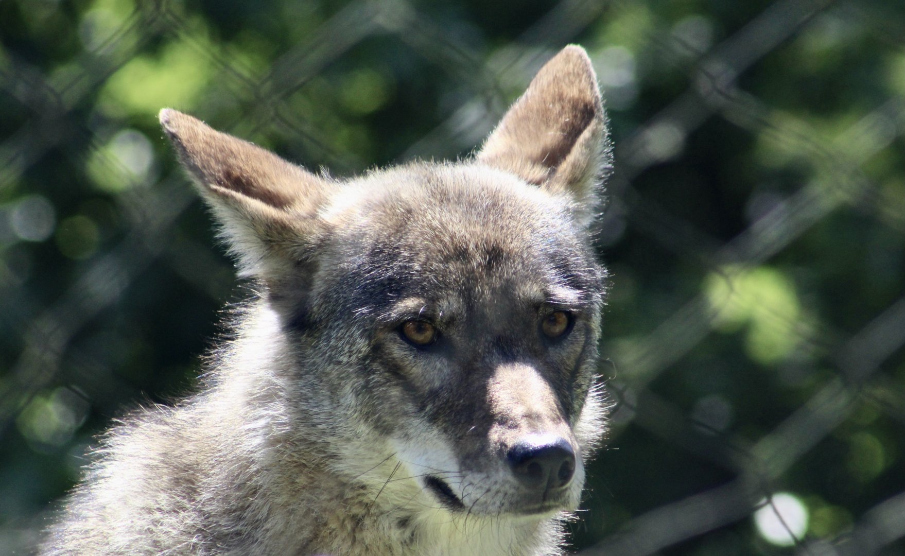 Red Wolf (Canis rufus)