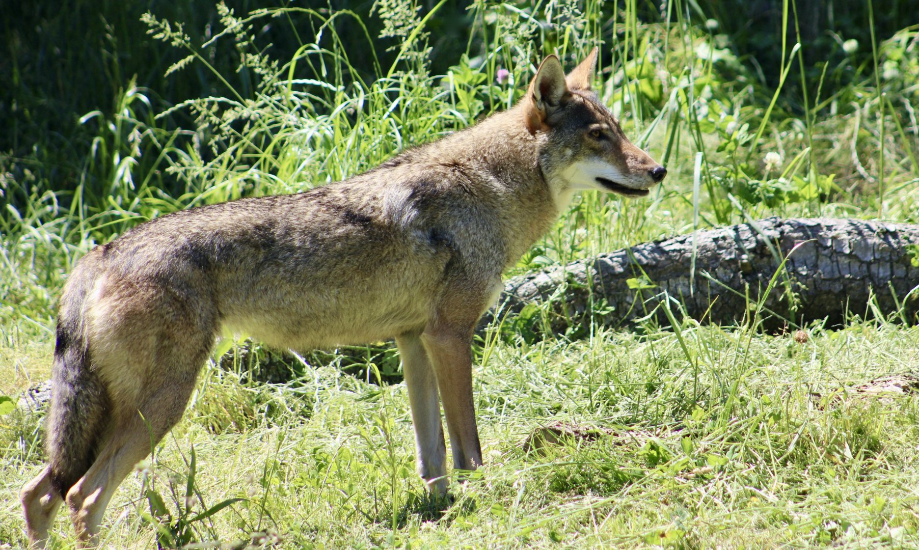 Red Wolf (Canis rufus)