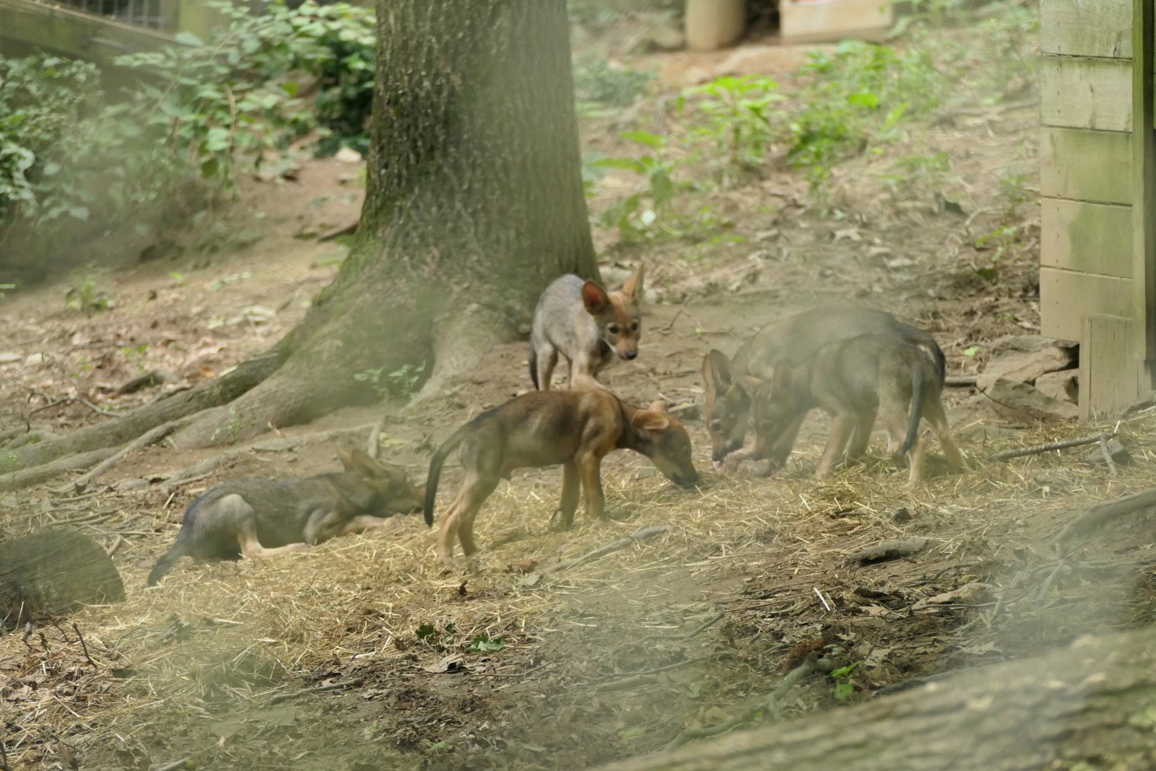 Red Wolf Cubs - Canis rufus