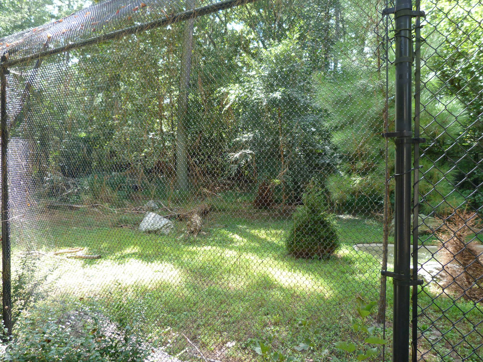 Red Wolf Exhibit - 9/7/2013