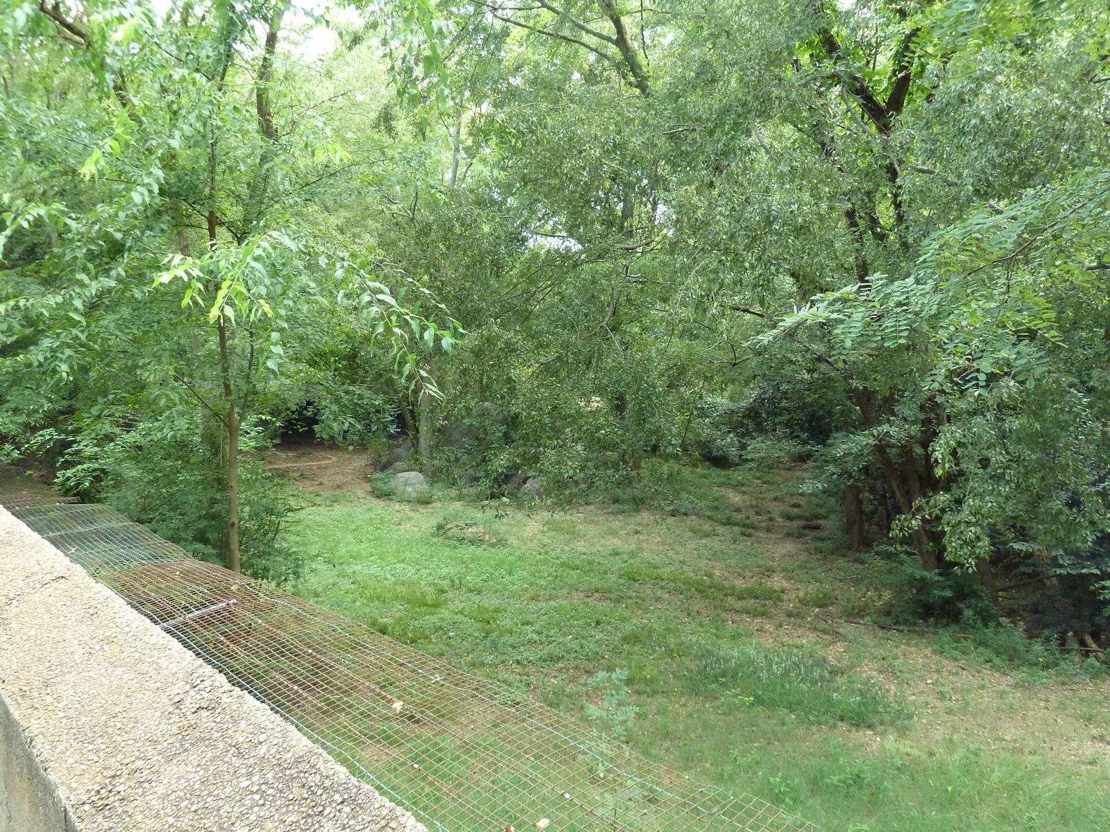 Red Wolf Exhibit (former cheetah yard)