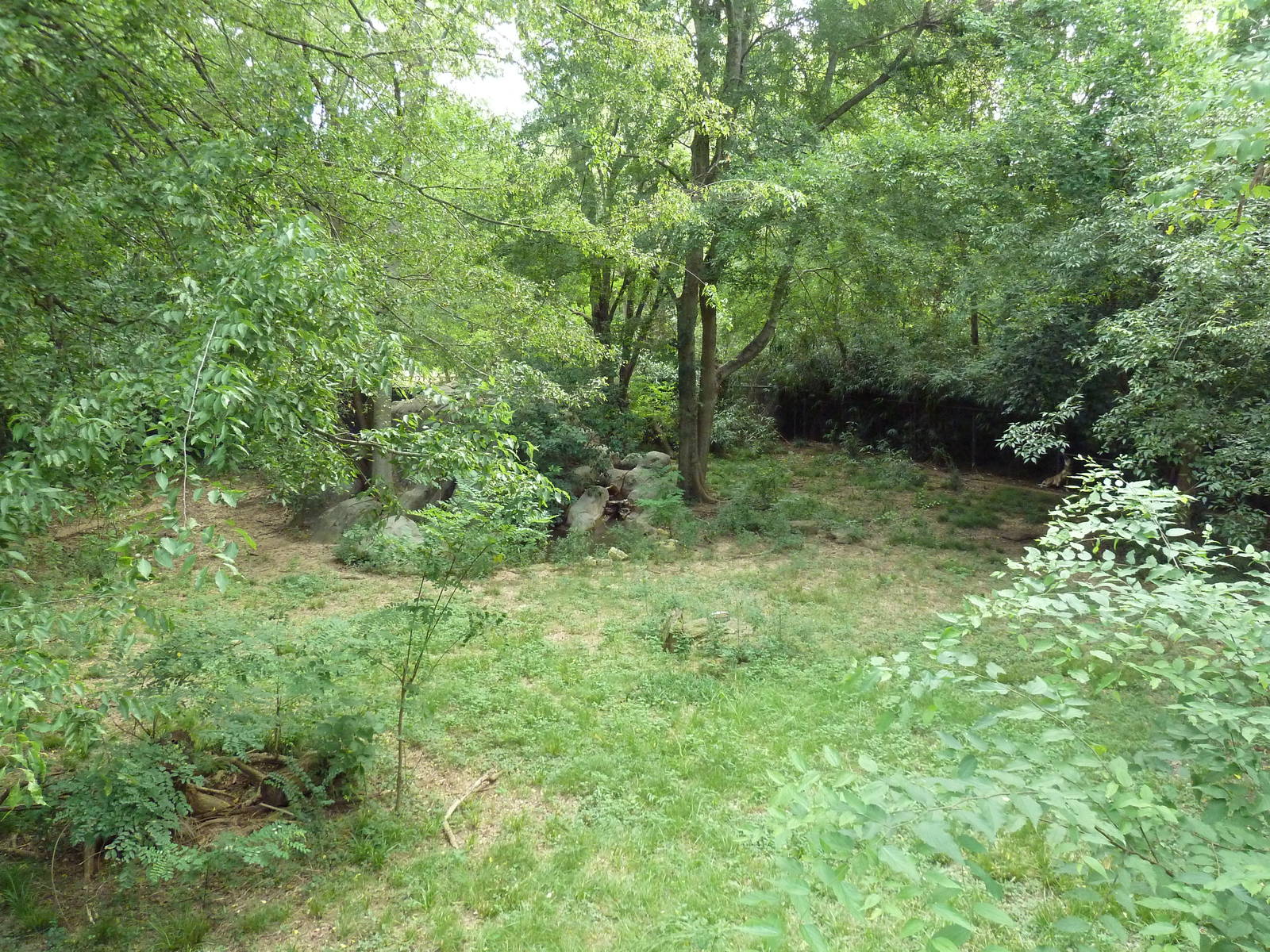 Red Wolf Exhibit (former cheetah yard)