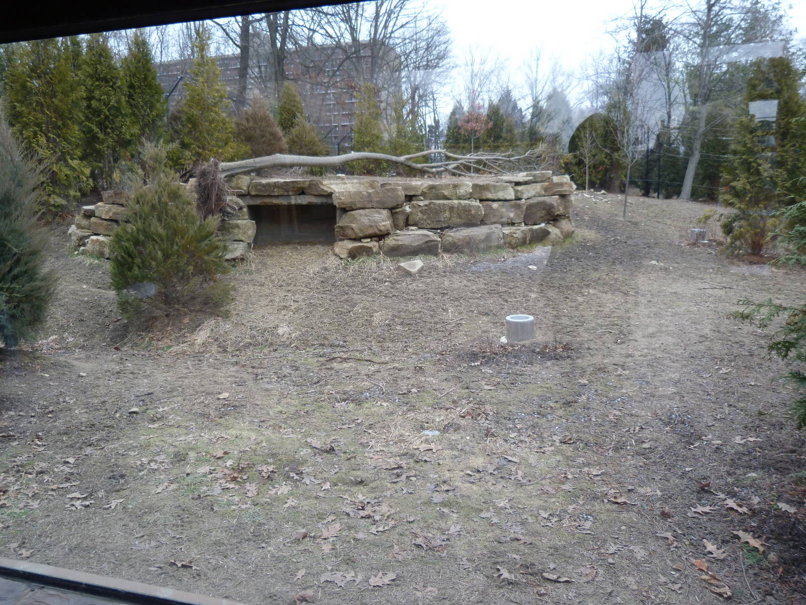Red Wolf Exhibit - Grizzly Ridge