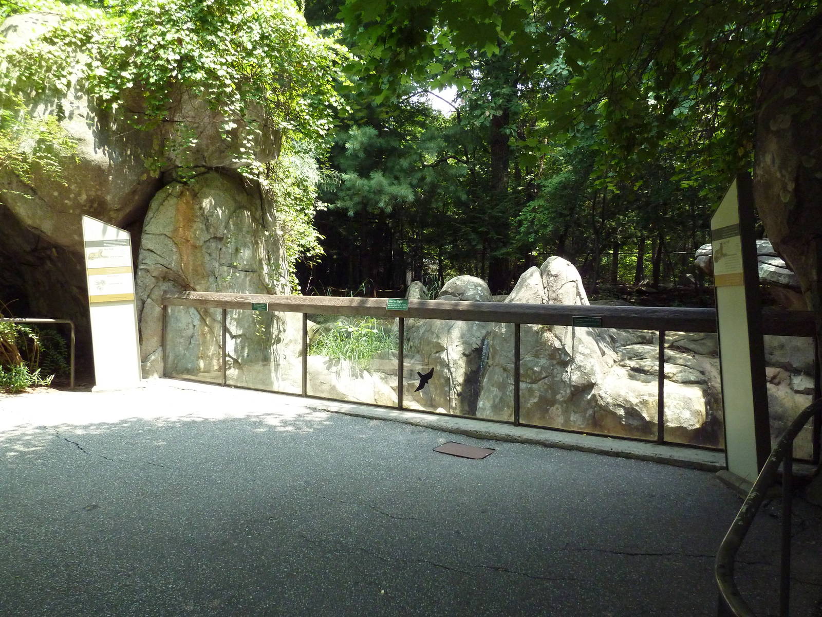 Red Wolf Exhibit - Viewing Area
