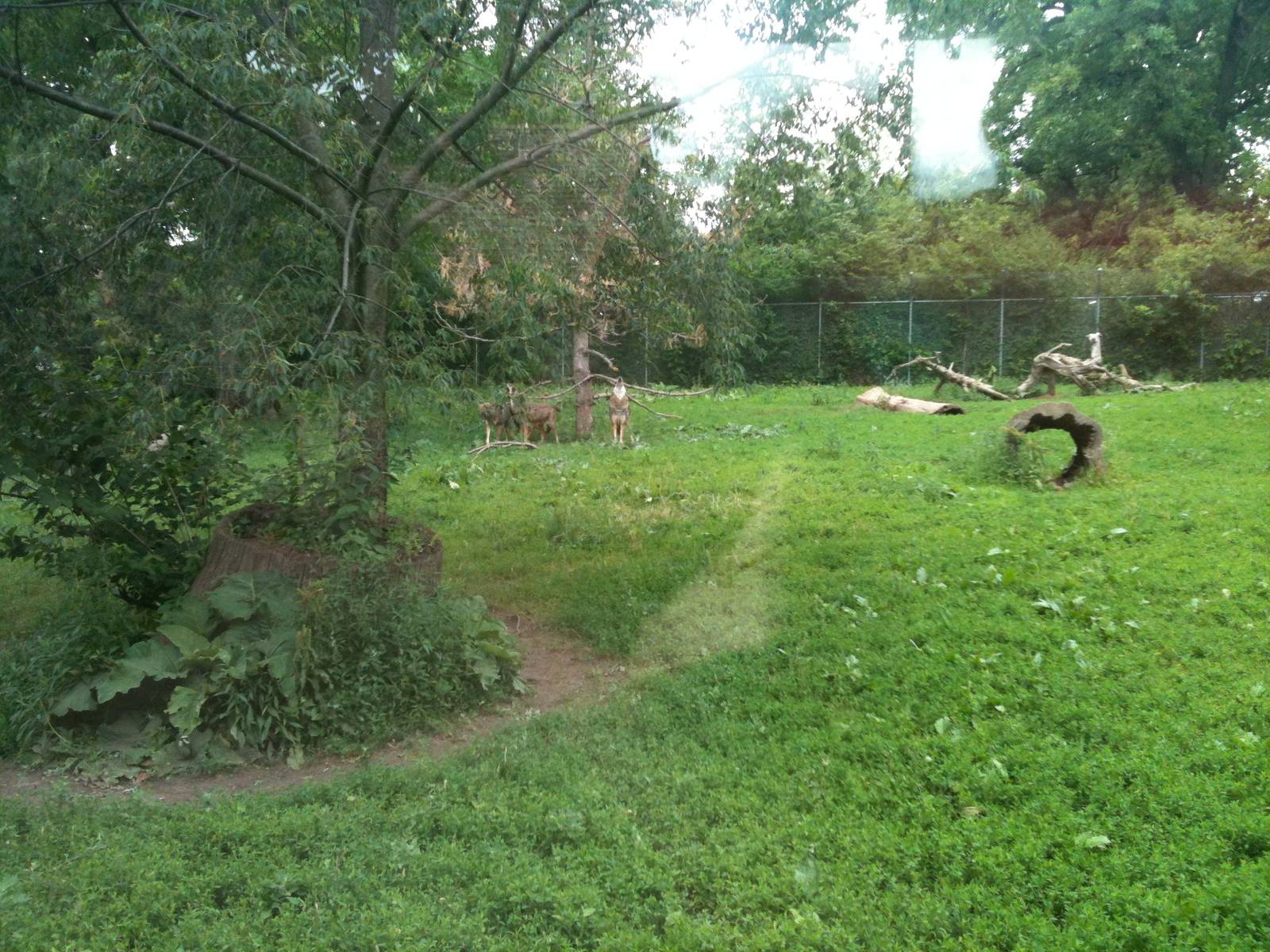 Red Wolf Exhibit