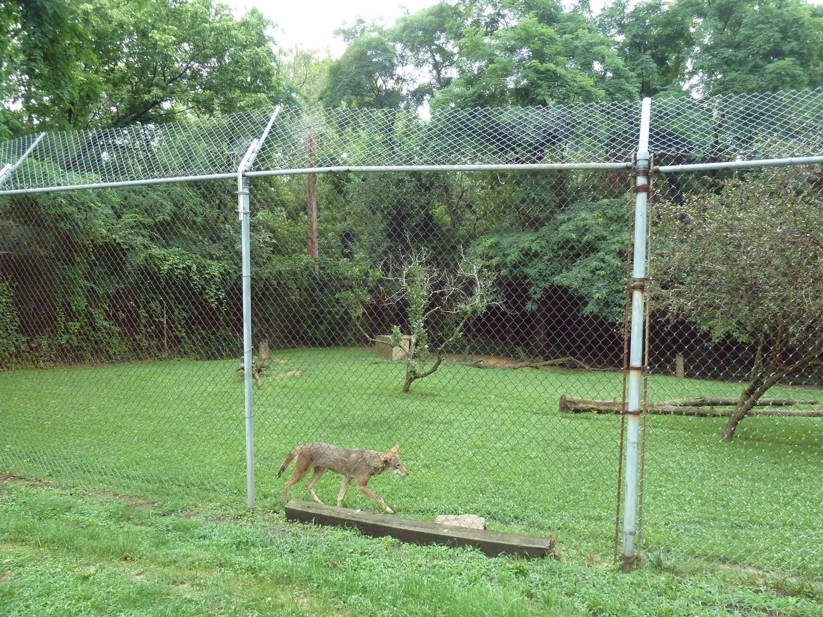 Red Wolf Exhibit