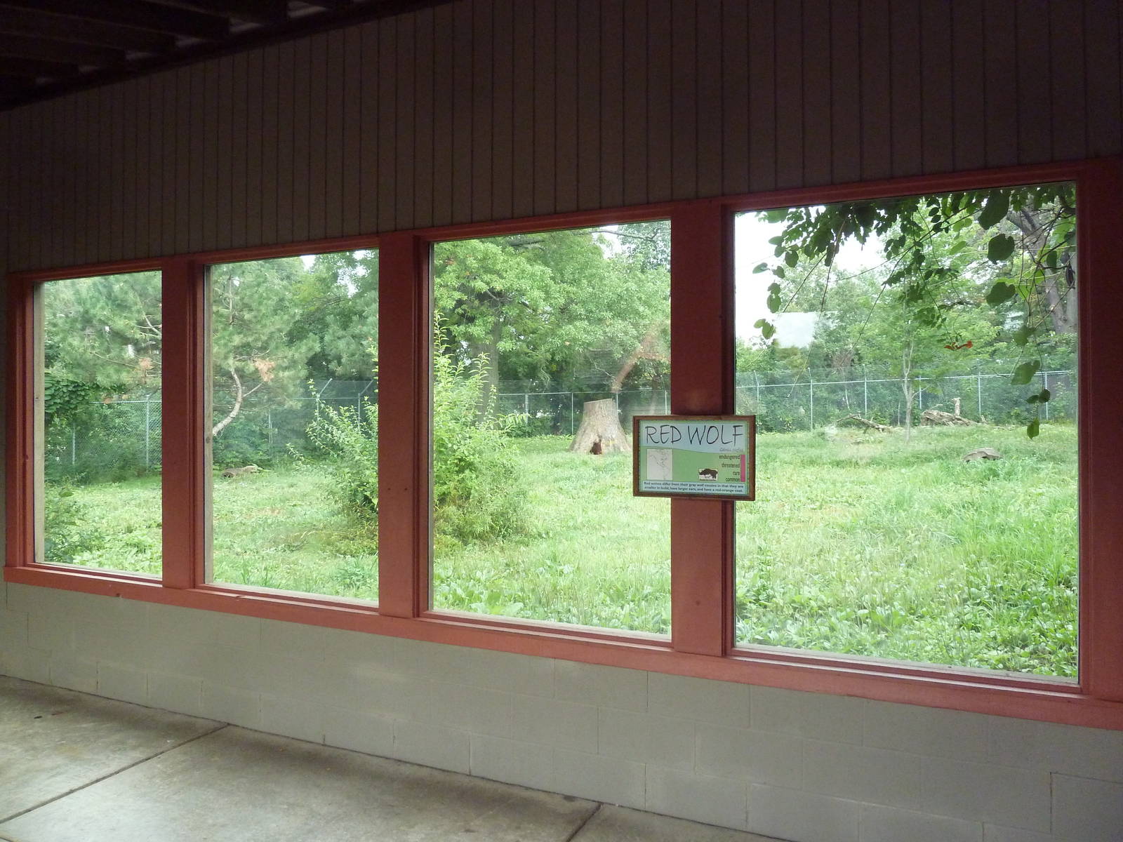 Red Wolf Exhibit