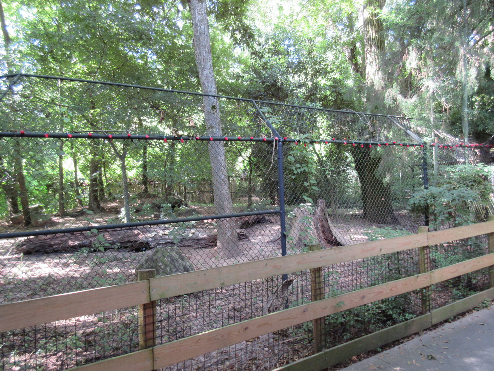 Red Wolf Exhibit