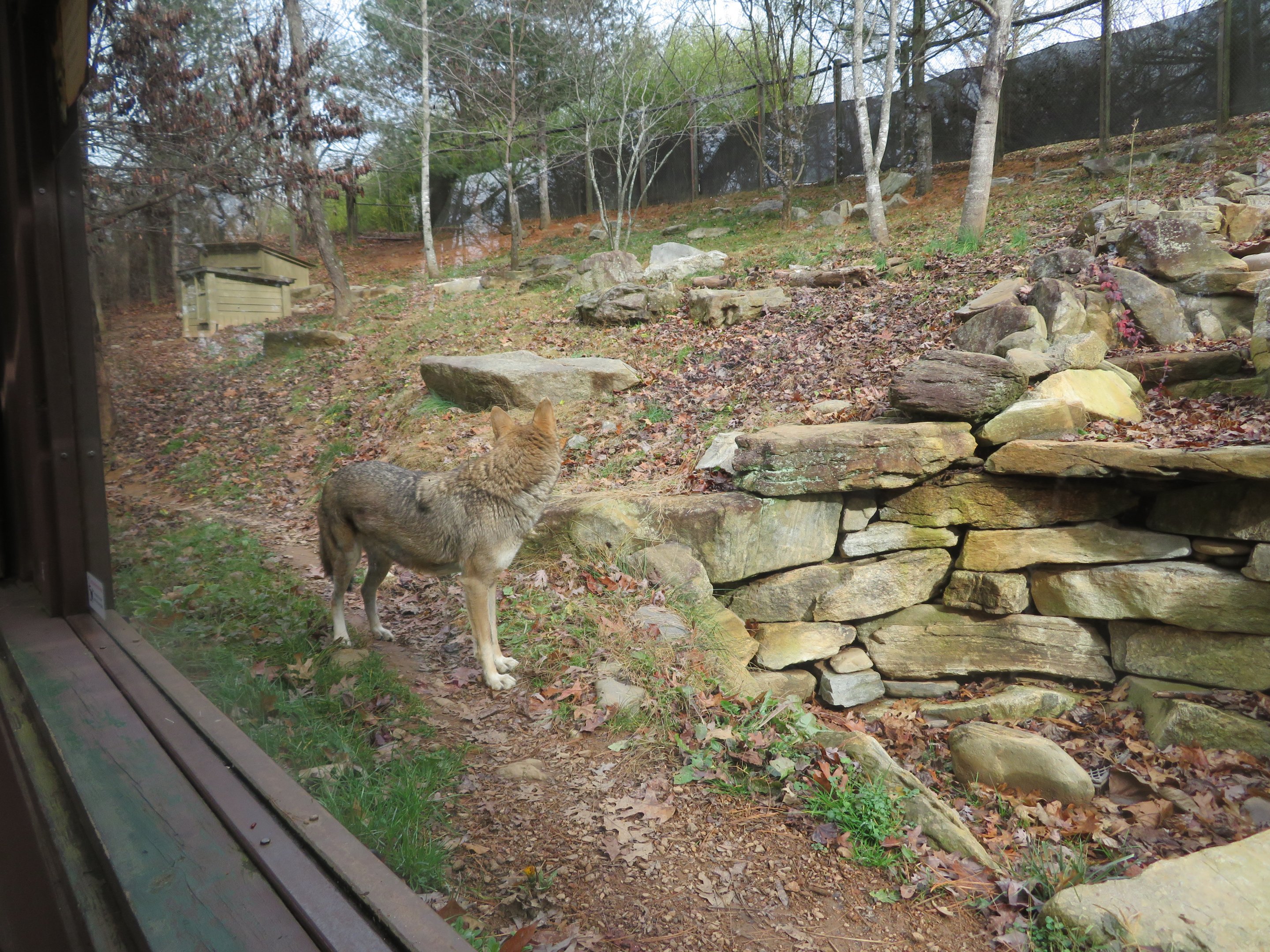 Red Wolf Exhibit