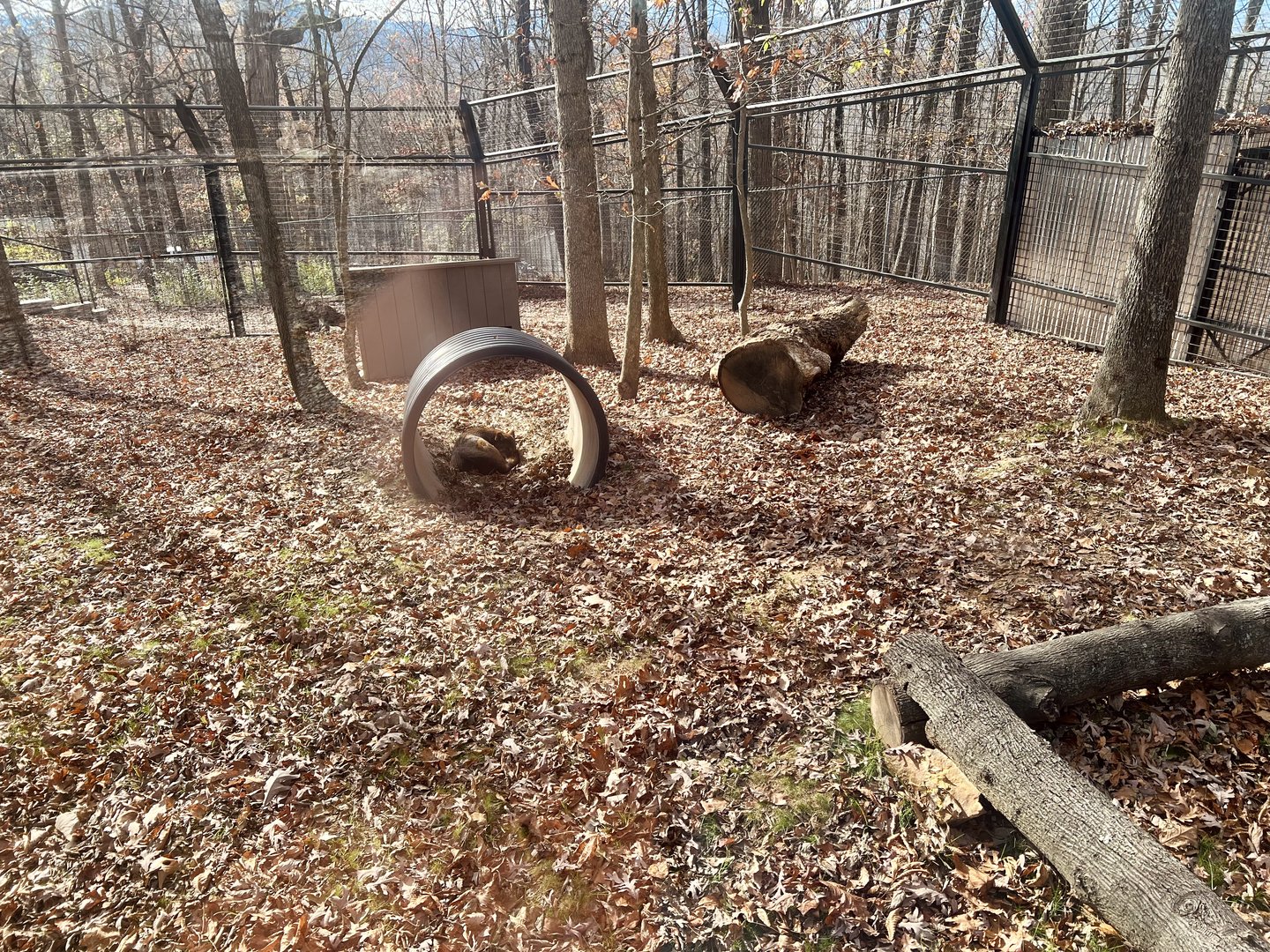Red Wolf Exhibit