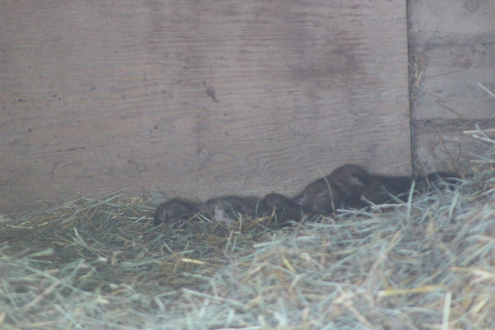 Red Wolf - Fresno Chaffee Zoo