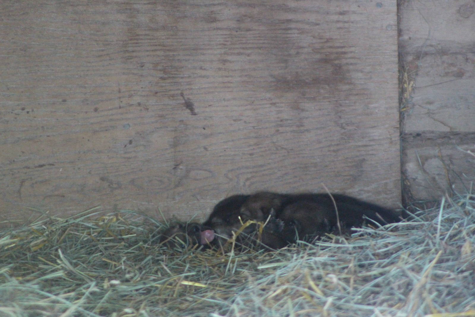 Red Wolf - Fresno Chaffee Zoo