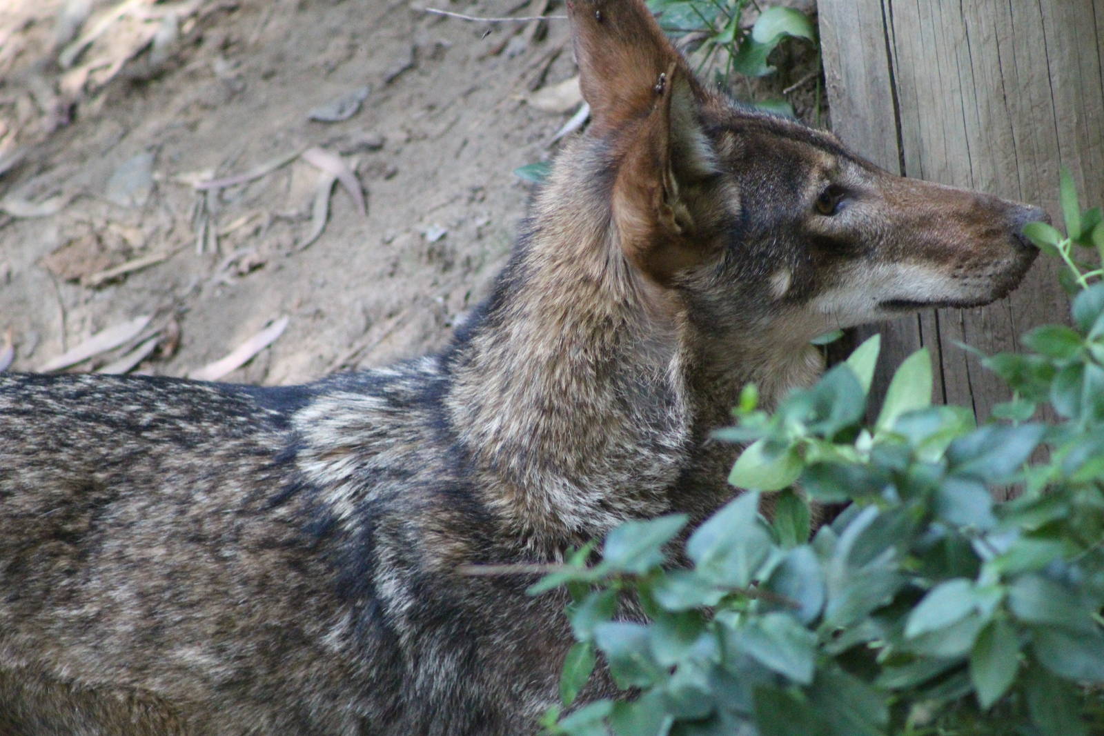 Red Wolf - Fresno Chaffee Zoo