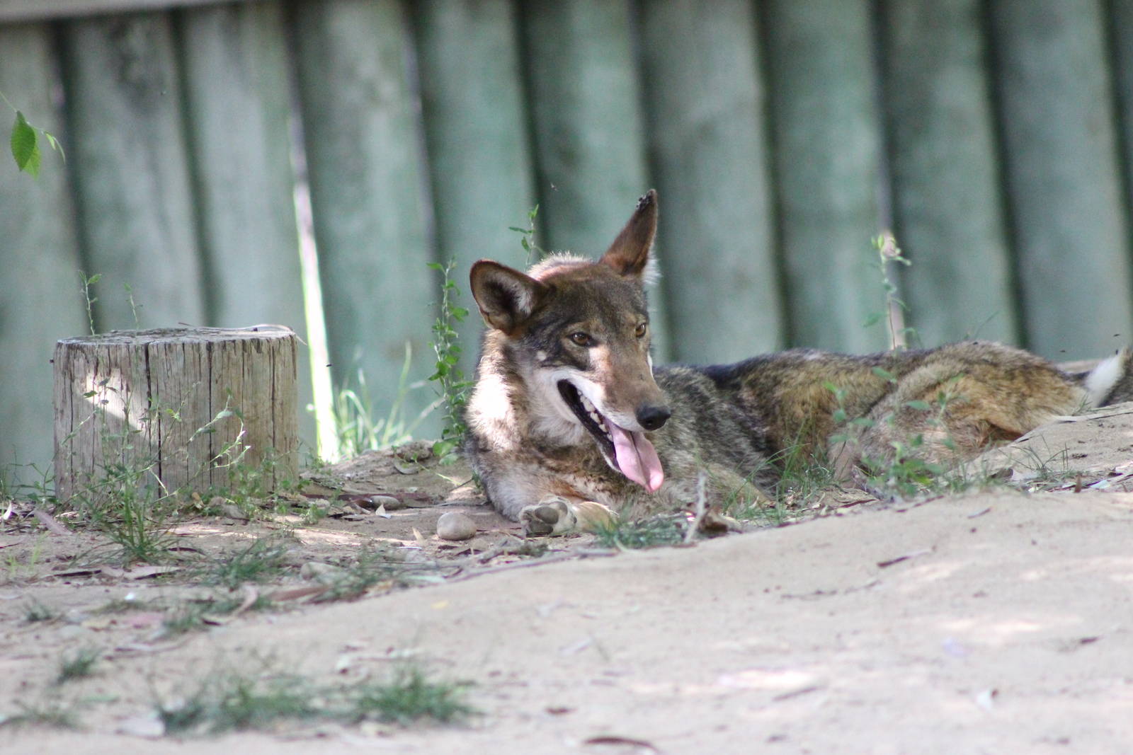 Red Wolf - Fresno Chaffee Zoo