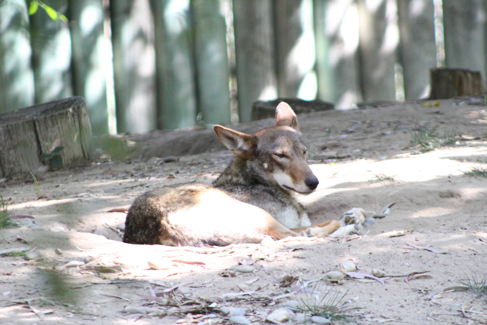 Red Wolf - Fresno Chaffee Zoo