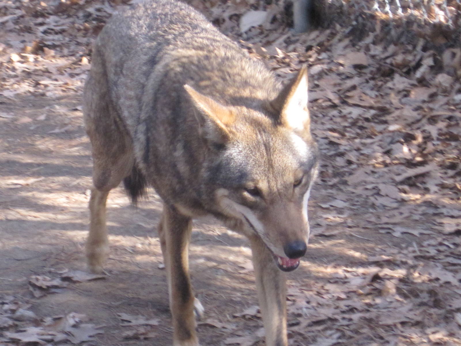 Red Wolf Going For A Run