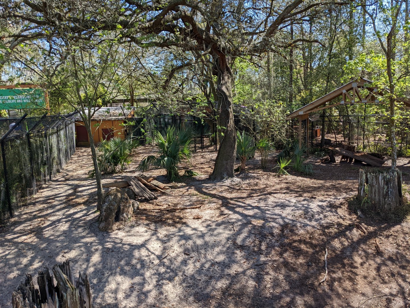 Red wolf habitat #1 from boardwalk