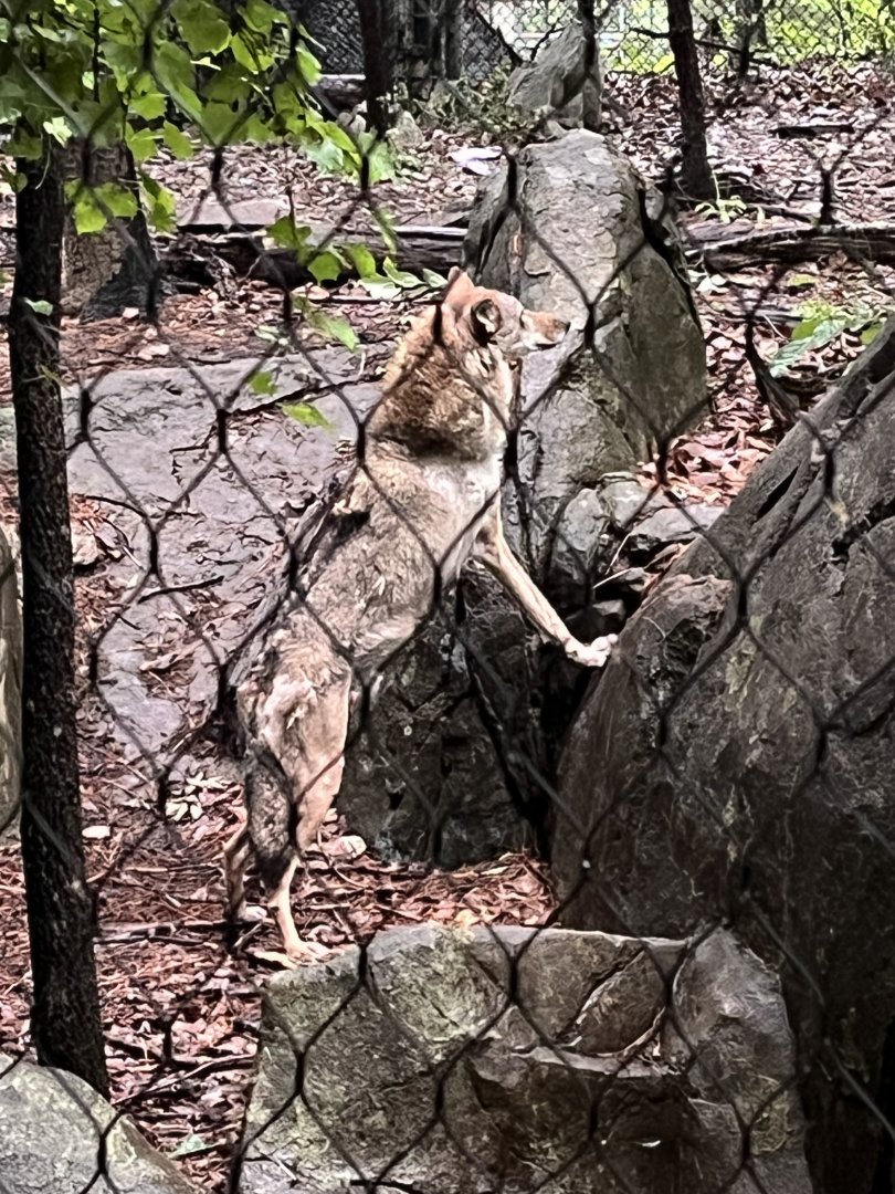 Red Wolf hiding from Keeper