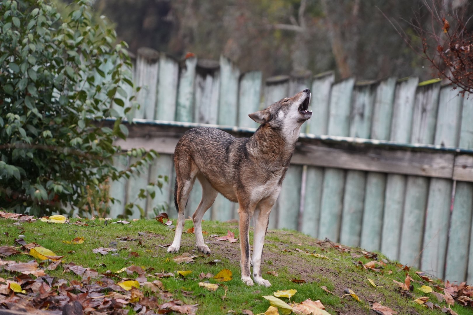 Red wolf howling